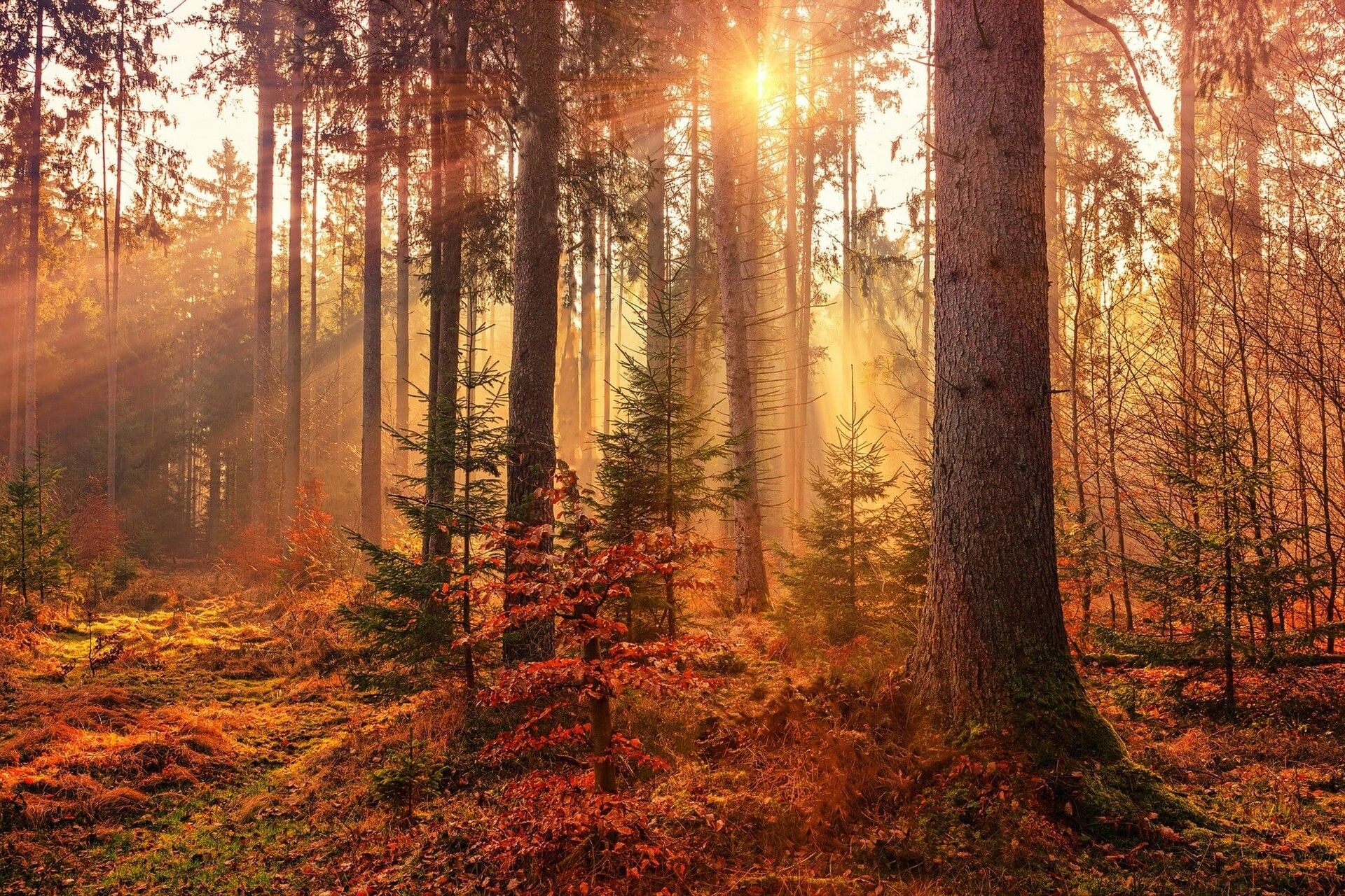 1920x1280 Cassandra Watts Woods (Unreal; Advanced Village Pack)