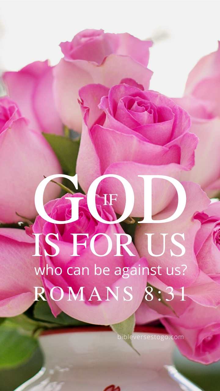 720x1280 Pink Roses Romans 8:31