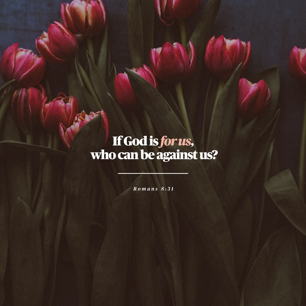 1280x1280 Daily Word: A Reality Worth Checking, Romans 8:31
