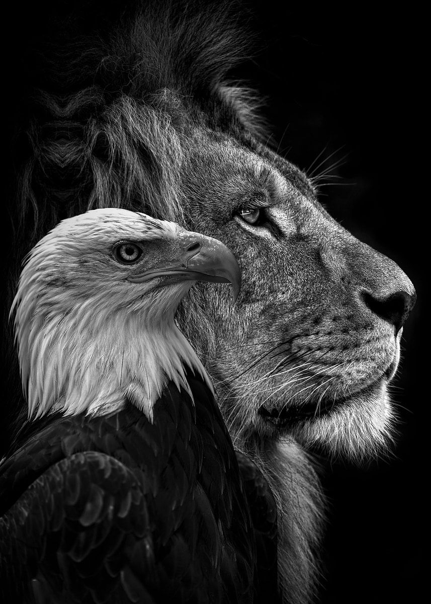 857x1200 black lion and eagle faces Poster, Picture & Metal Print