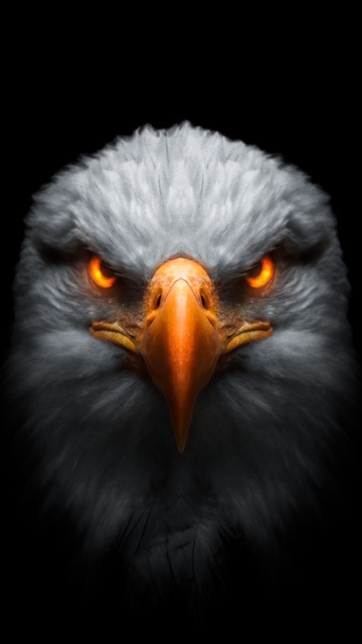 720x1280 Eagle Face Wallpaper