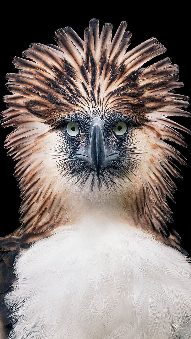 800x1422 HD philippine eagle wallpaper