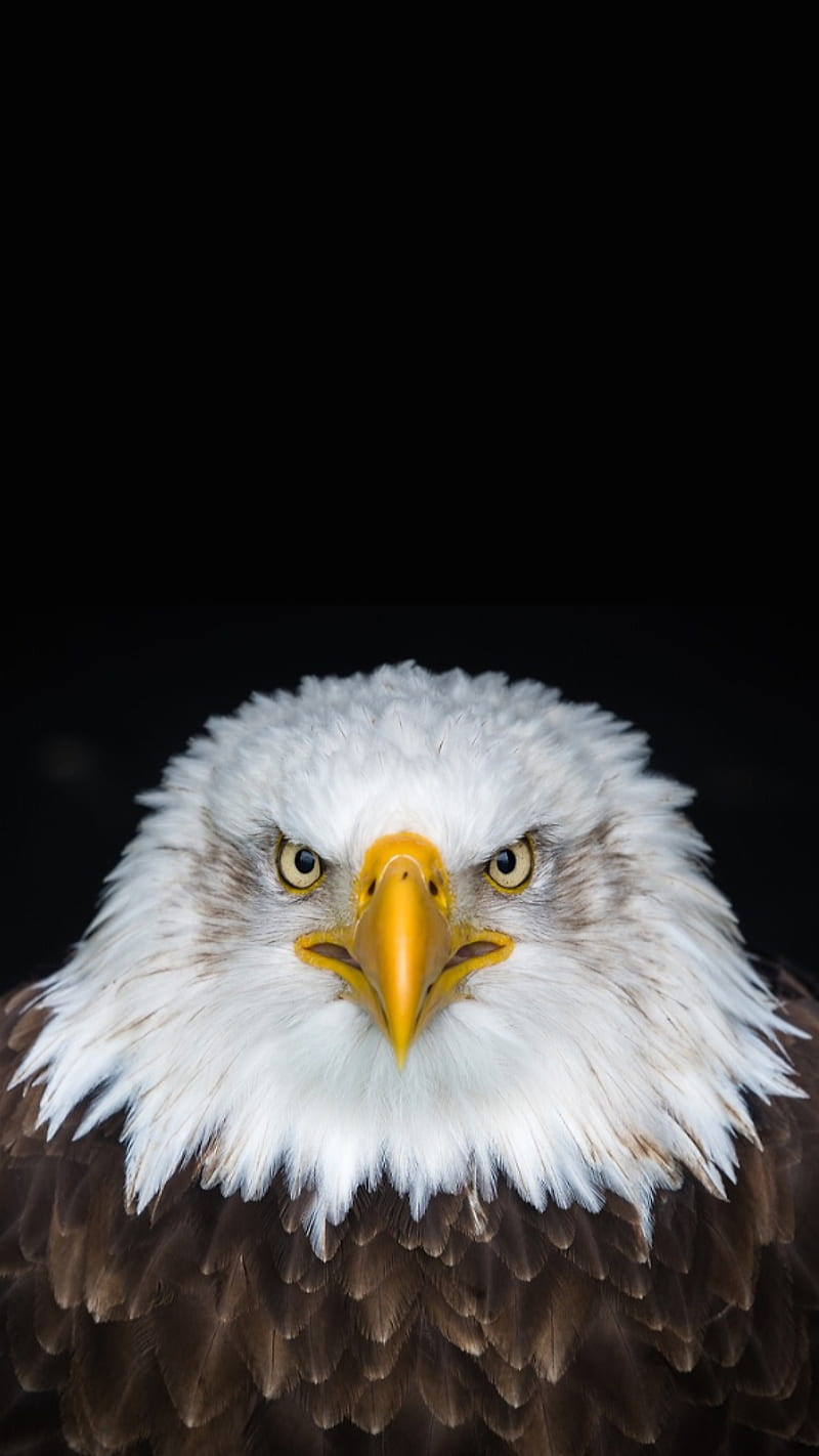 800x1422 American eagle, america, bird, face, usa, HD phone wallpaper