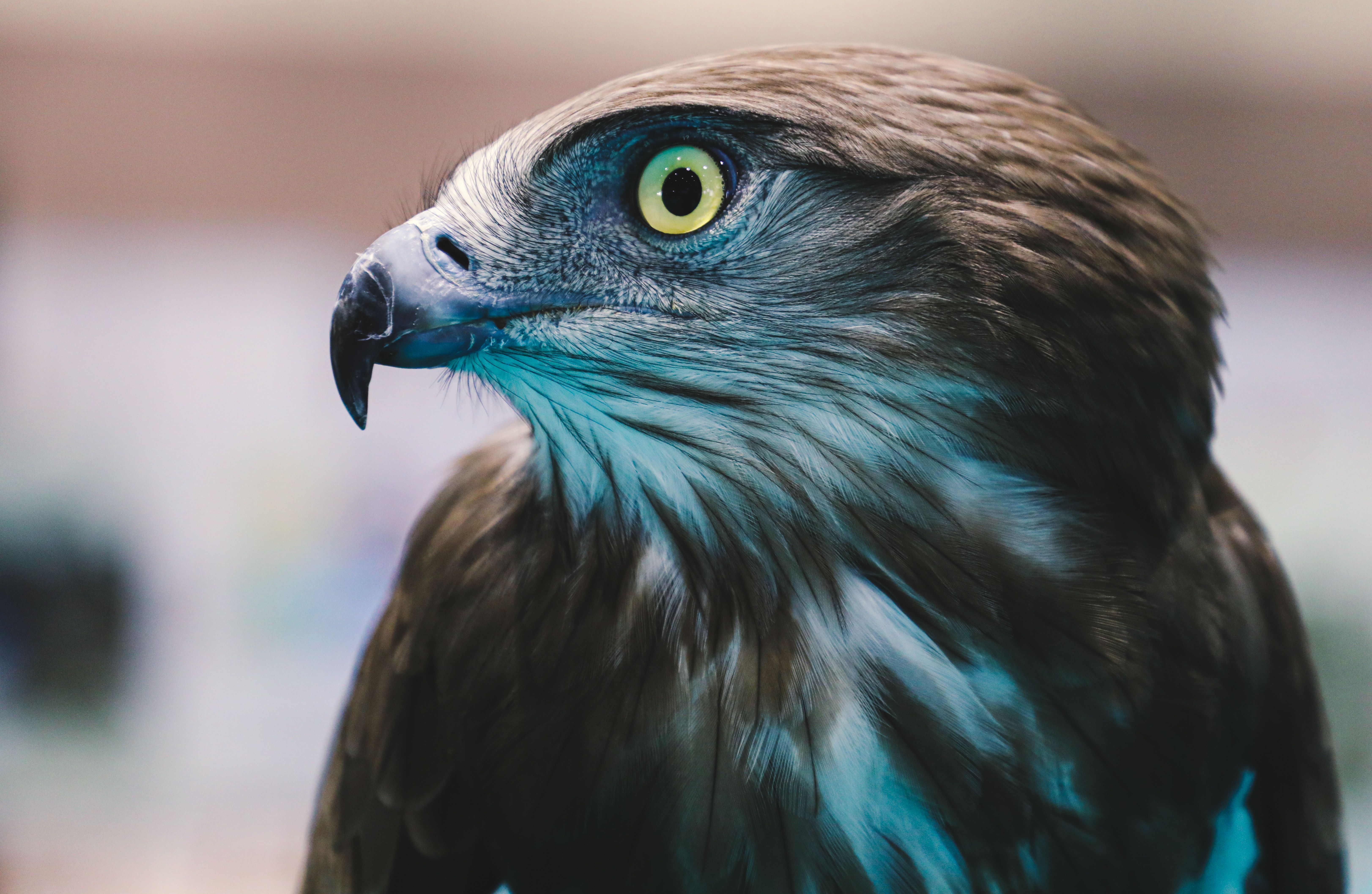 6490x4230 An Eagle in Close Up Photography · Free