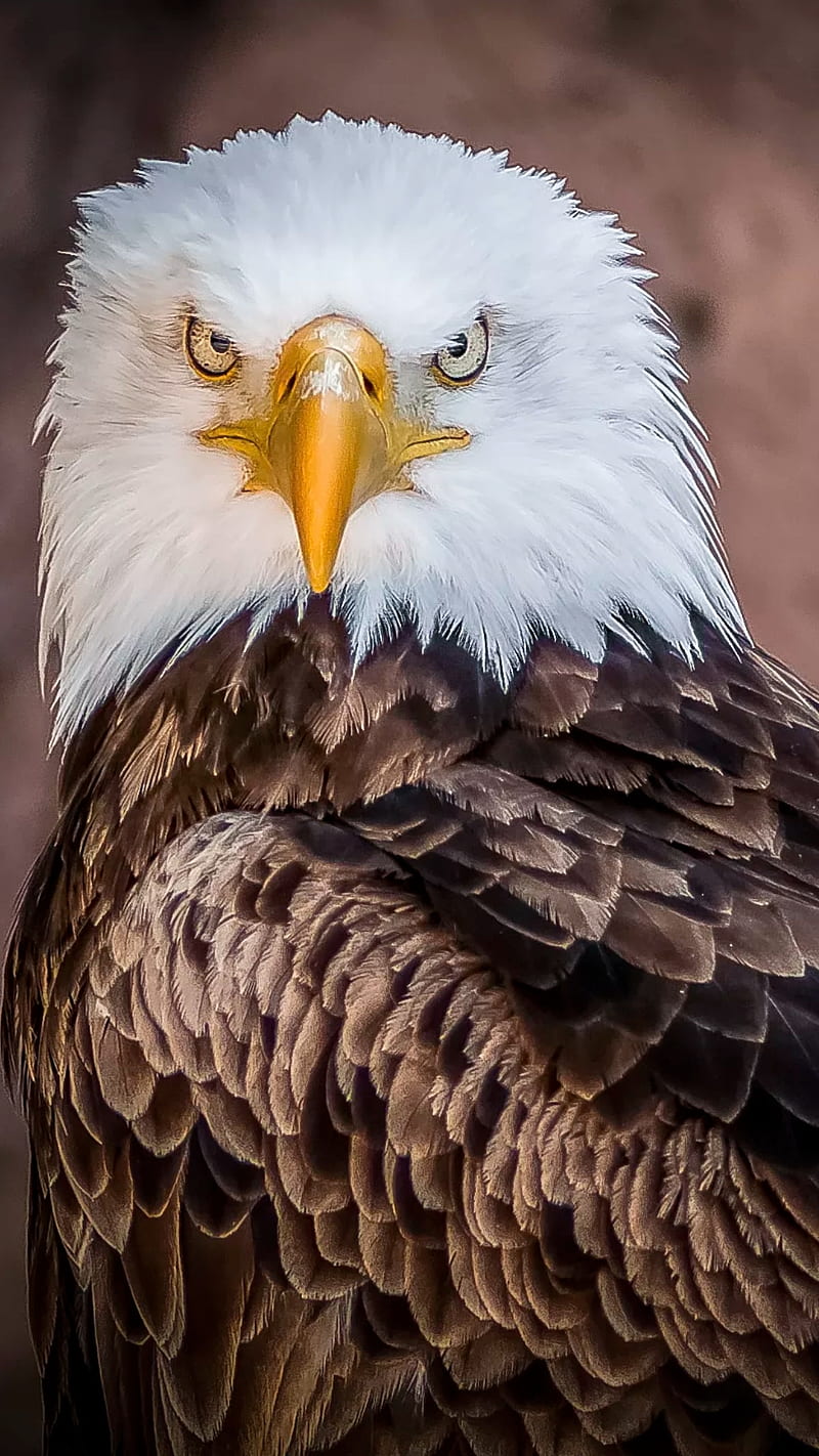 800x1422 Sharp eyes, eagle, eagles, falcon, birds, bird, face, HD phone wallpaper