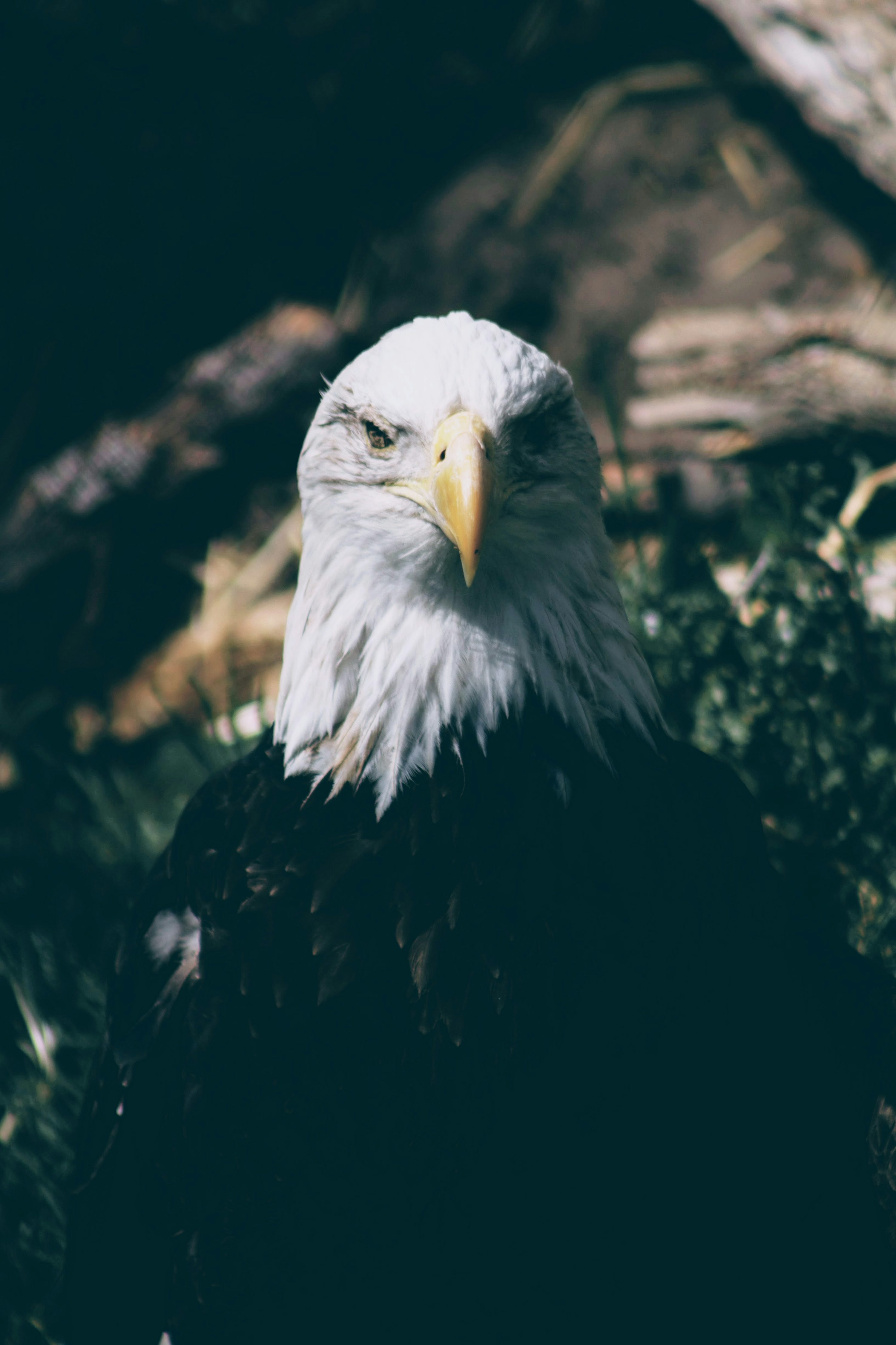3000x4501 Macro shot photography of bald eagle