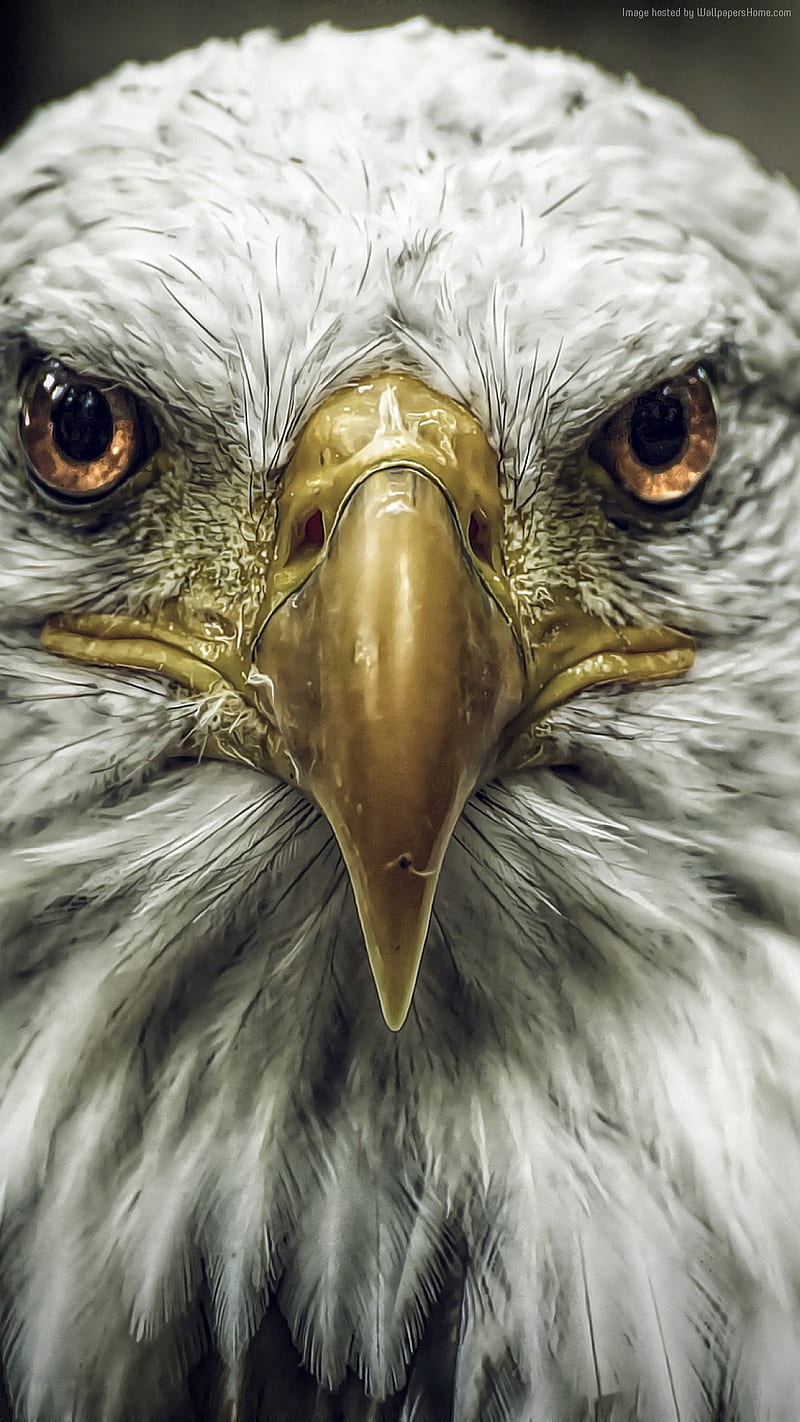 800x1422 Golden nose, bird, eagle, face, feather, fly, HD phone wallpaper