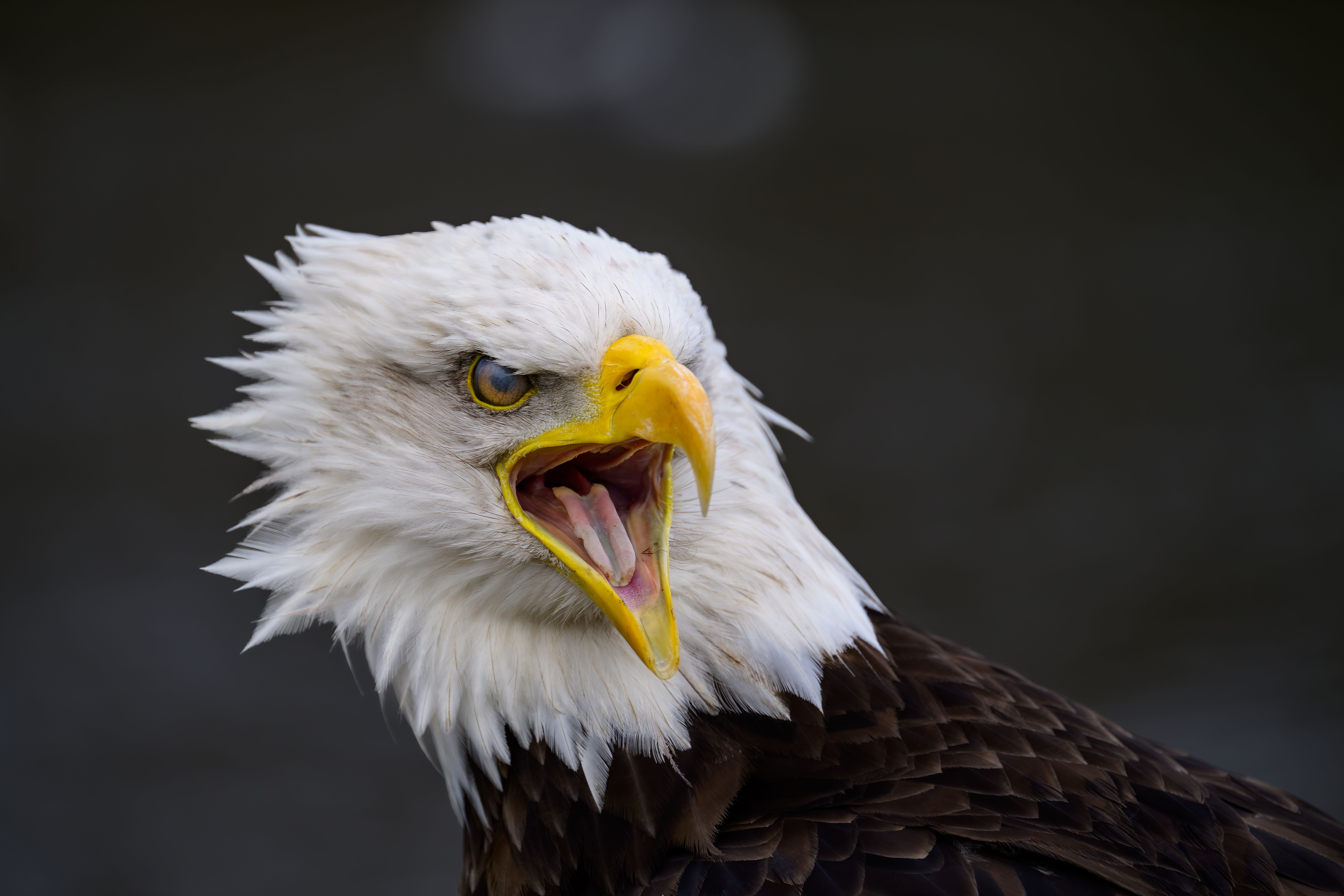 8256x5504 Head of Bald Eagle · Free