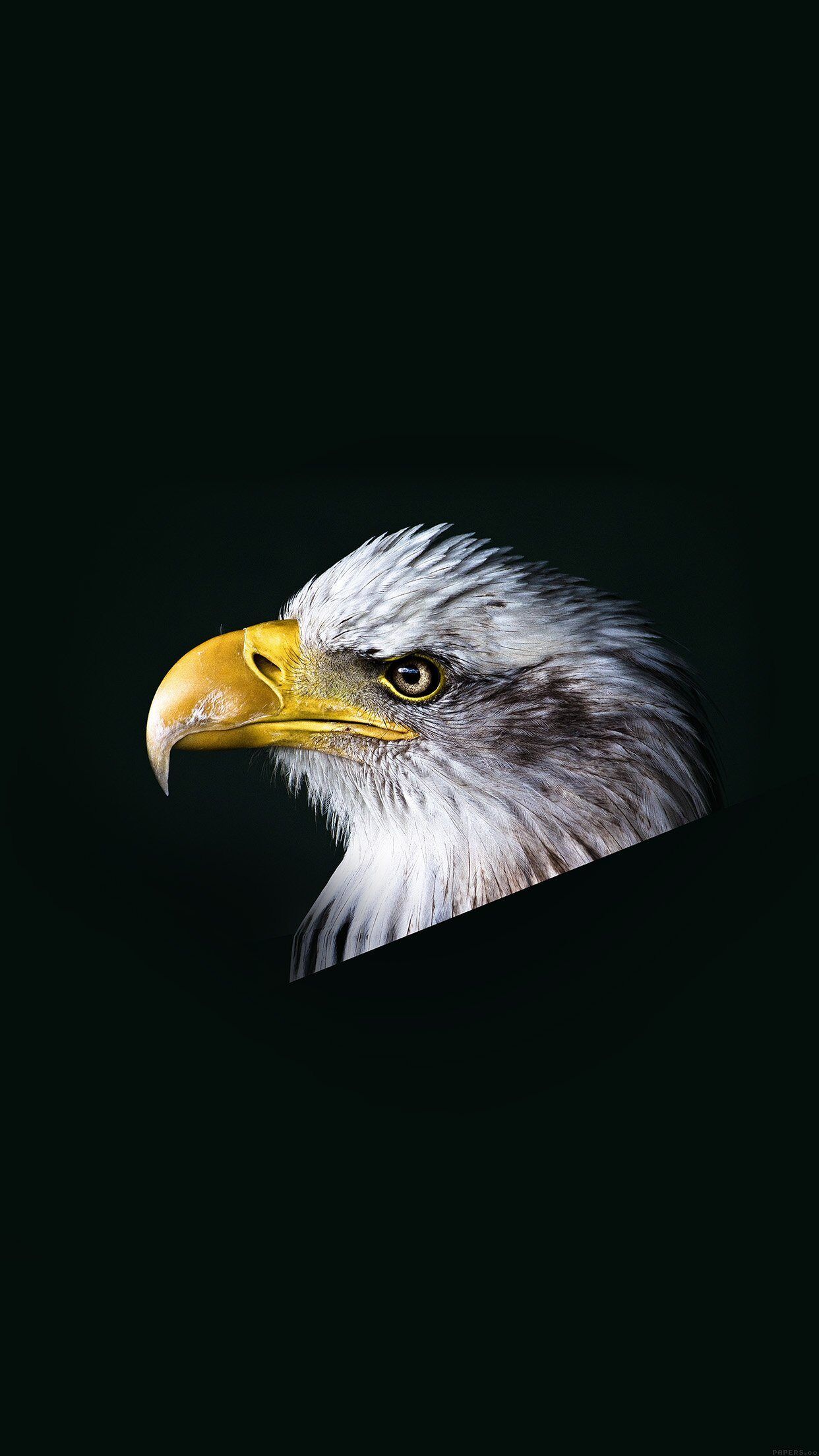 1242x2208 Eagle Dark Animal Bird Face iPhone Wallpaper