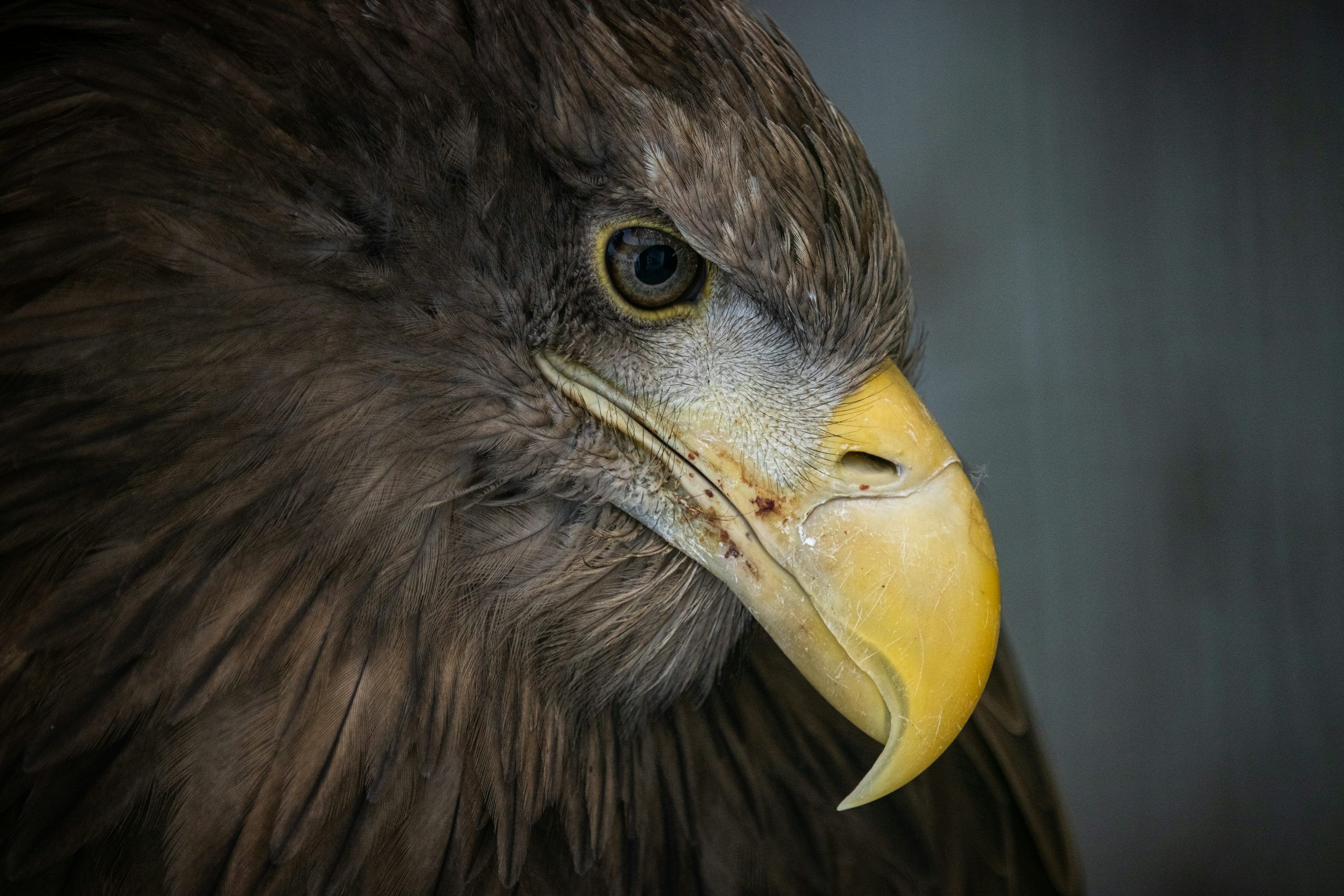 3000x2000 Eagle Face Picture. Download Free Image
