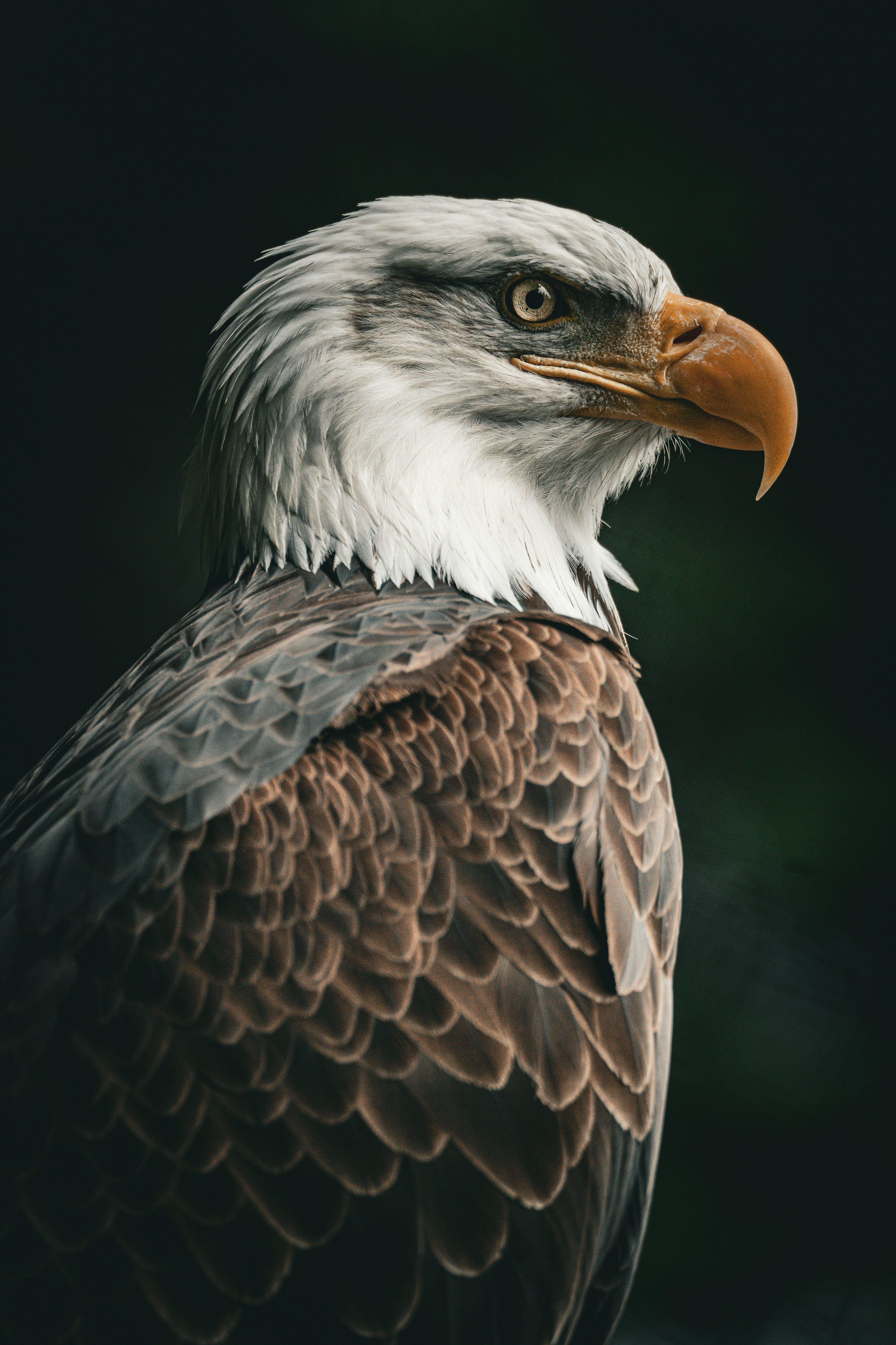 3000x4500 Eagle Wallpaper: Free HD Download [4K]