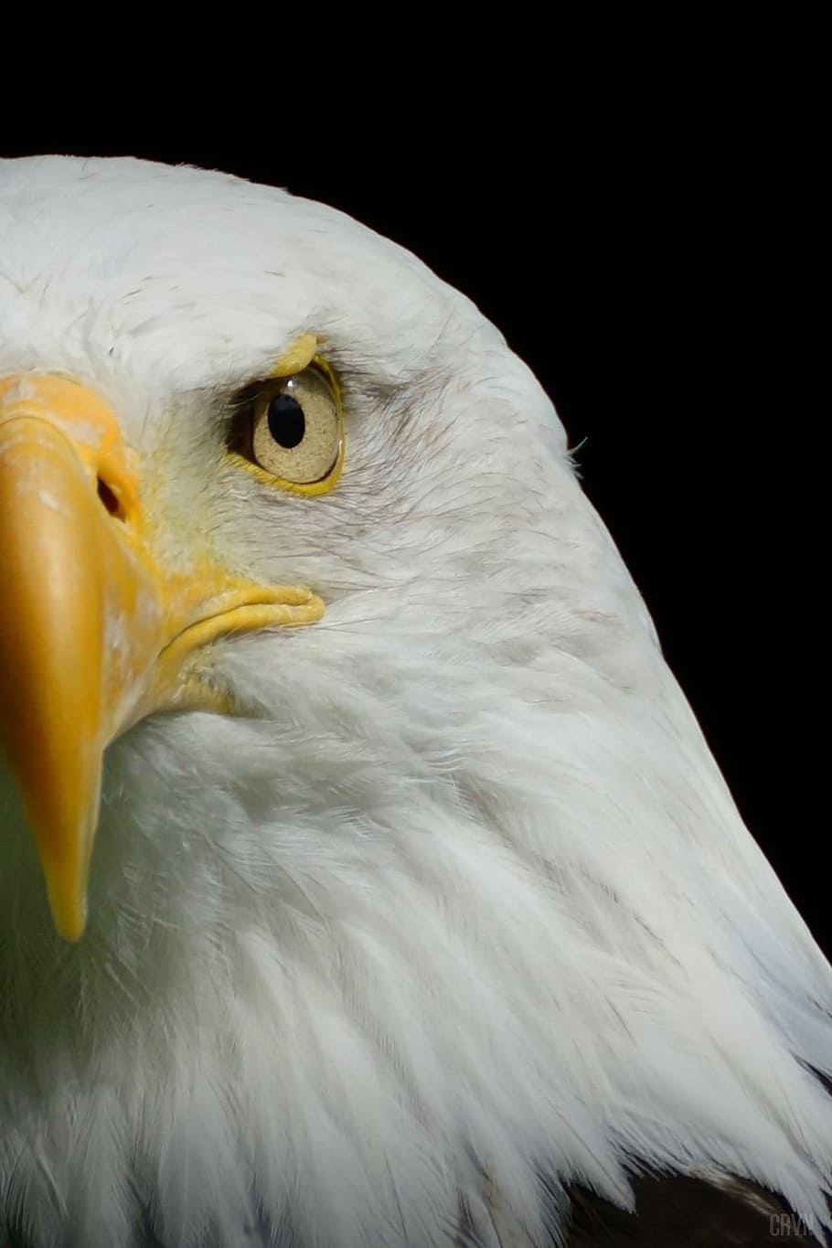910x1365 Free bald eagle background photo
