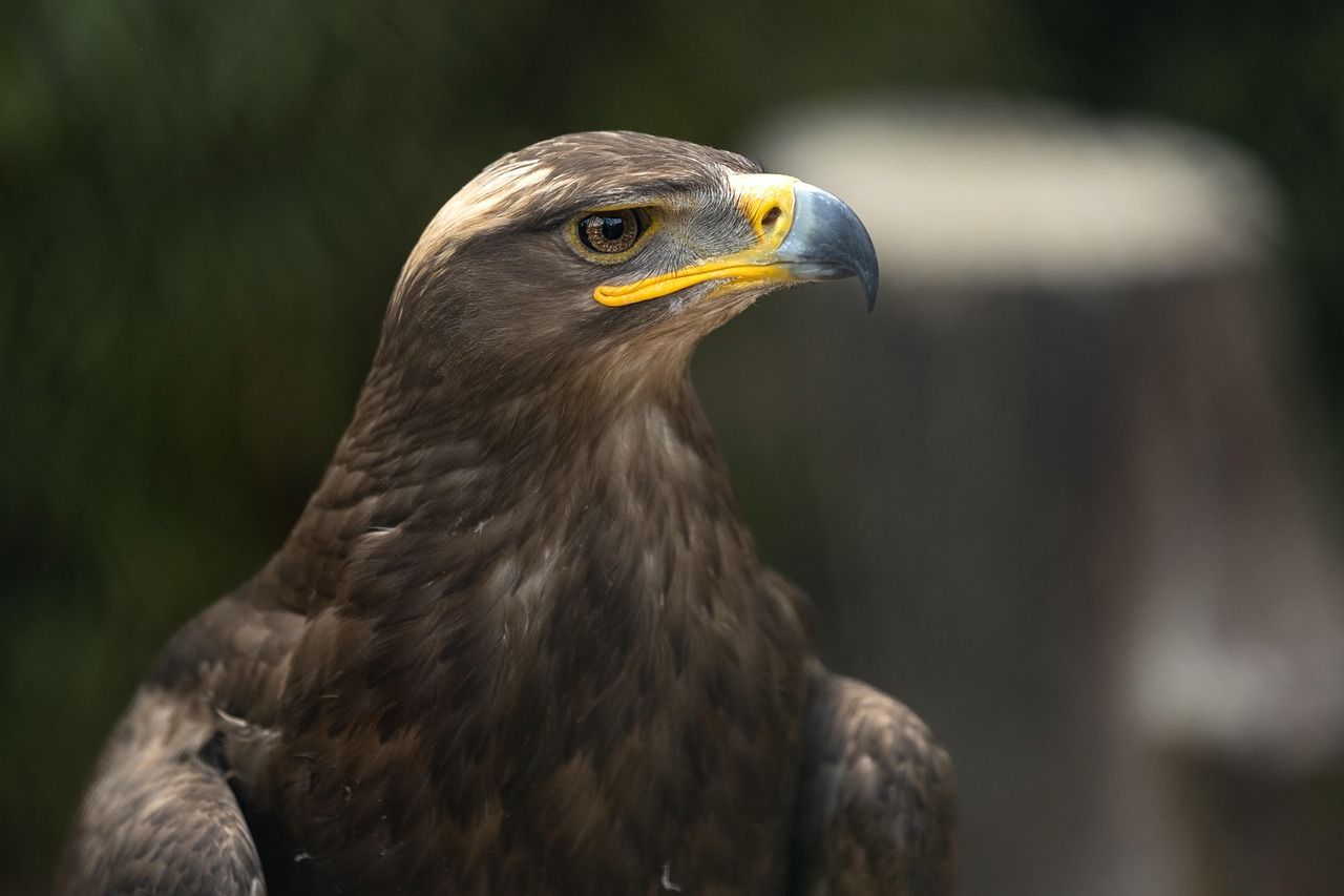 1280x853 Eagle Wallpaper & Eagle Image