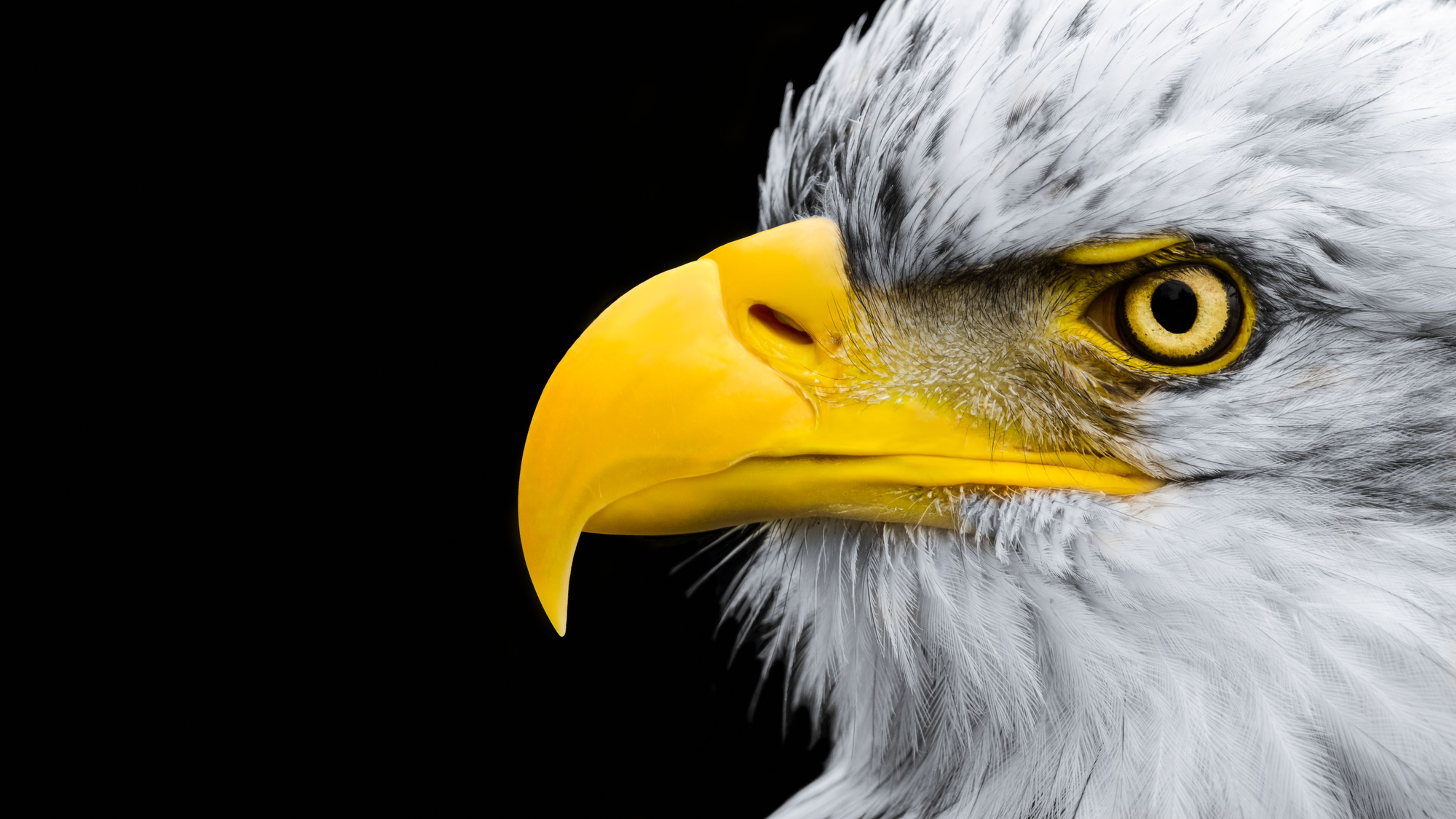 4928x2772 Bald Eagle, White, and Yellow. George Wheelhouse Fine Art Nature Photography