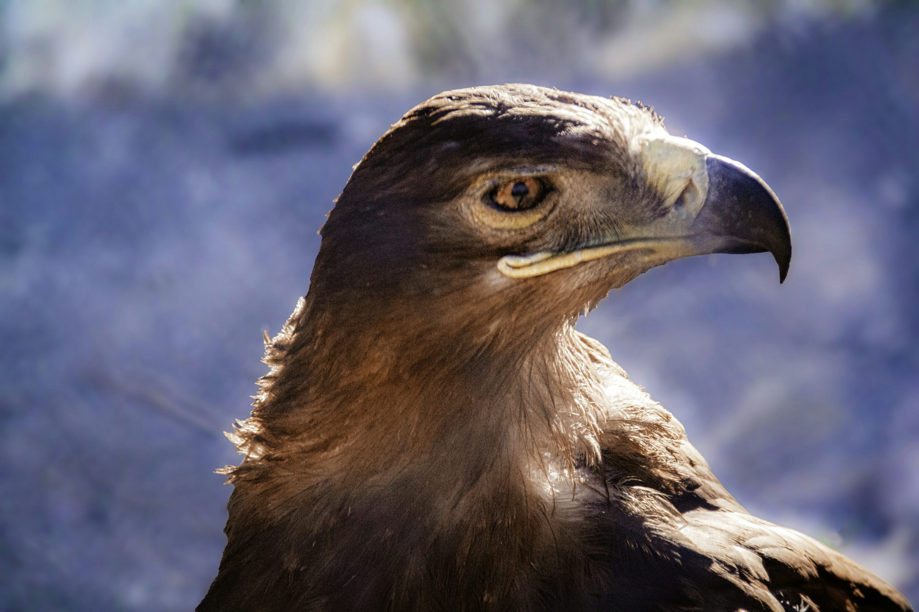 3000x2000 A close up of a bird of prey