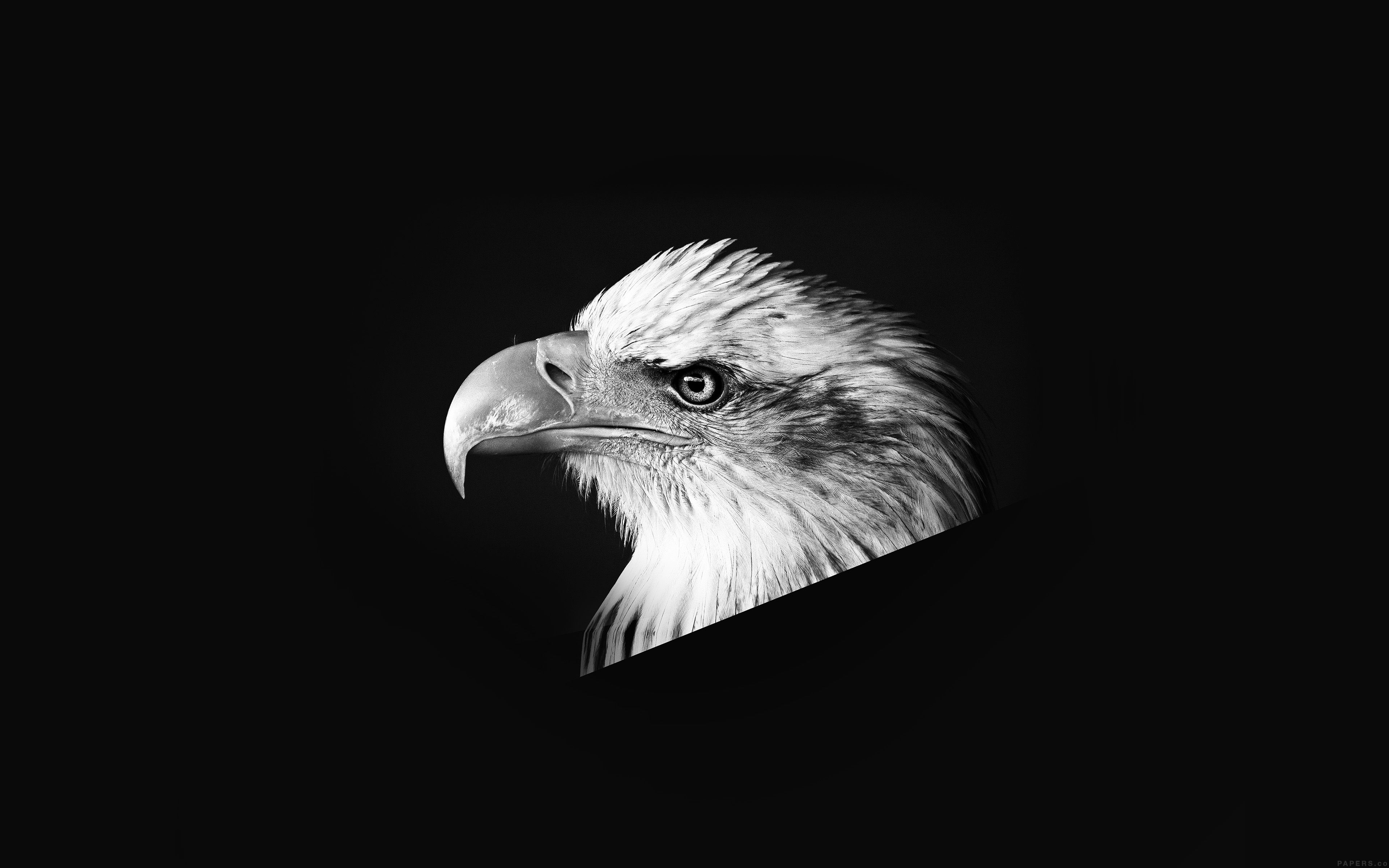 3840x2400 Eagle Deskk Wallpaper