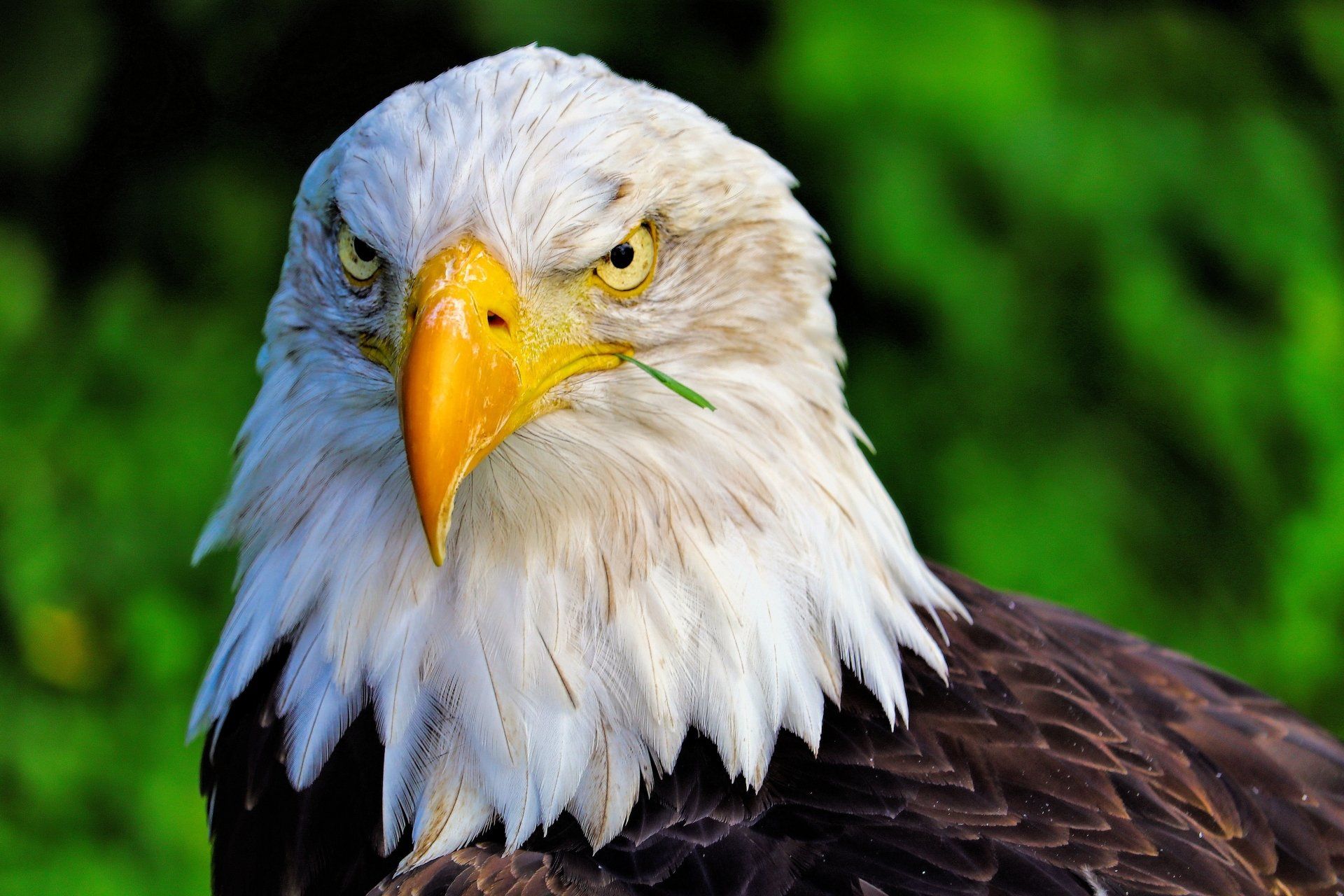 1920x1280 Download Bird Of Prey Beak Face Eagle Bird Animal Bald Eagle 4k Ultra HD Wallpaperx3764