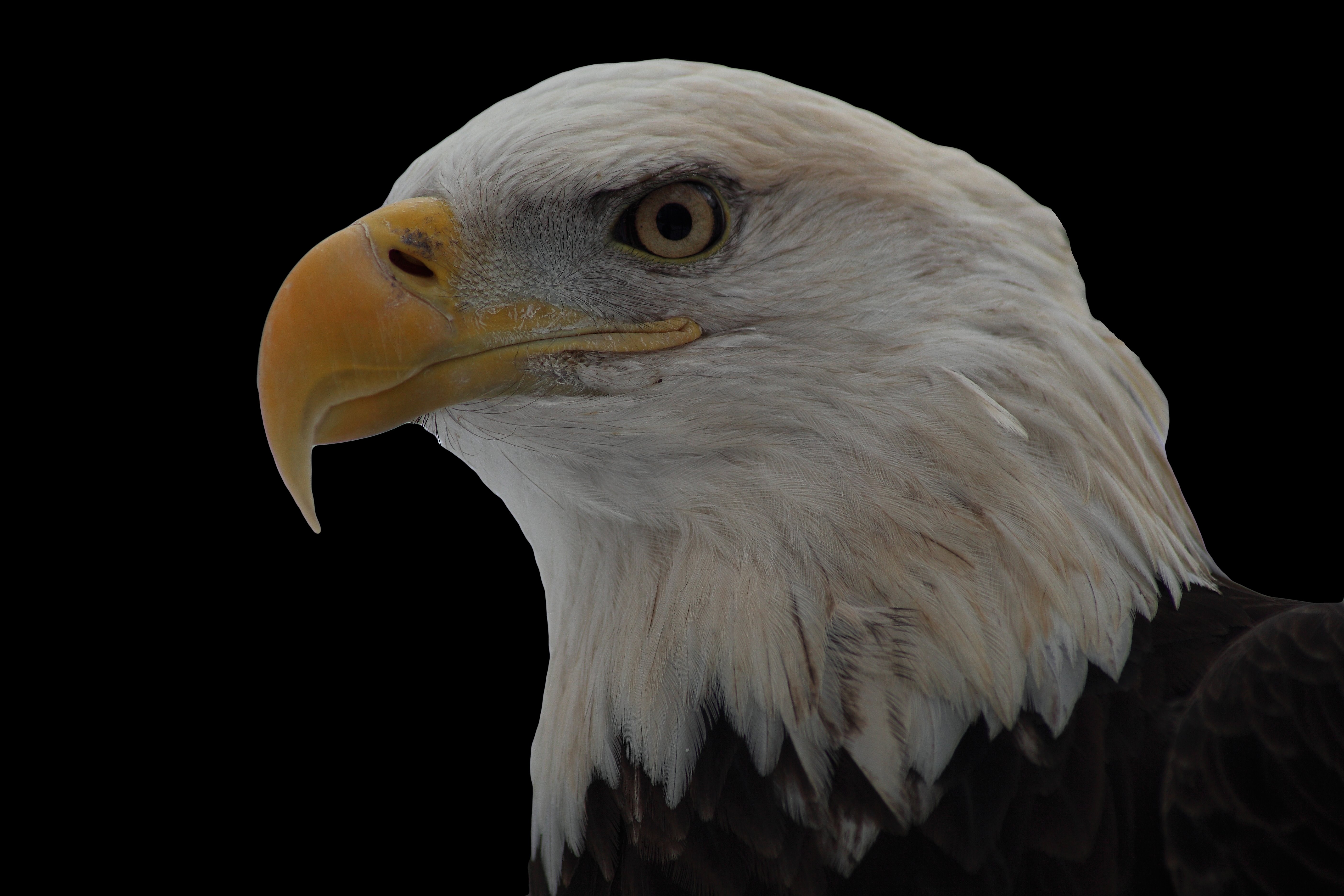 5616x3744 Free Nature Picture by ForestWander Nature Photography