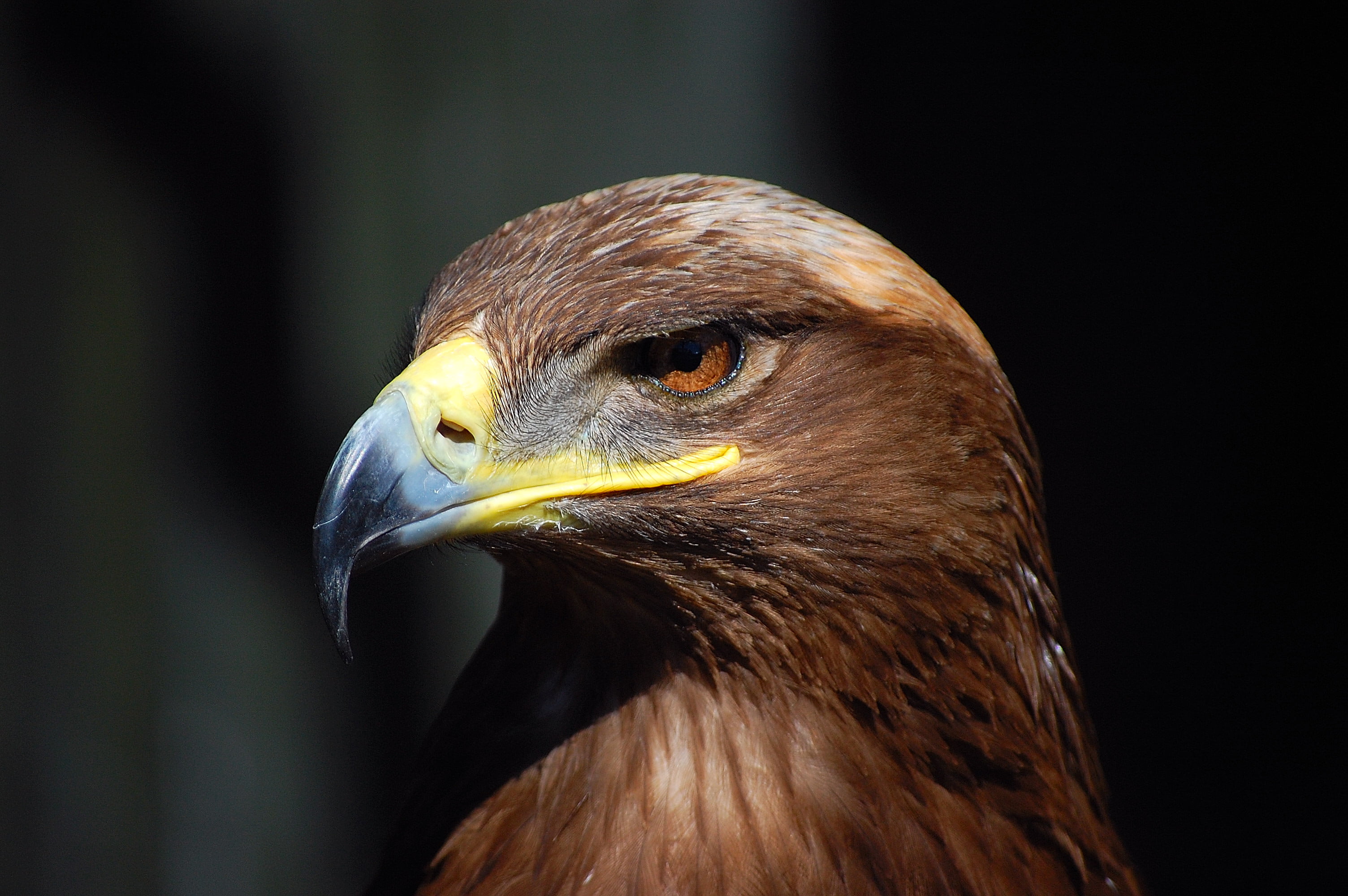 3008x2000 Brown eagle, steppe eagle HD wallpaper