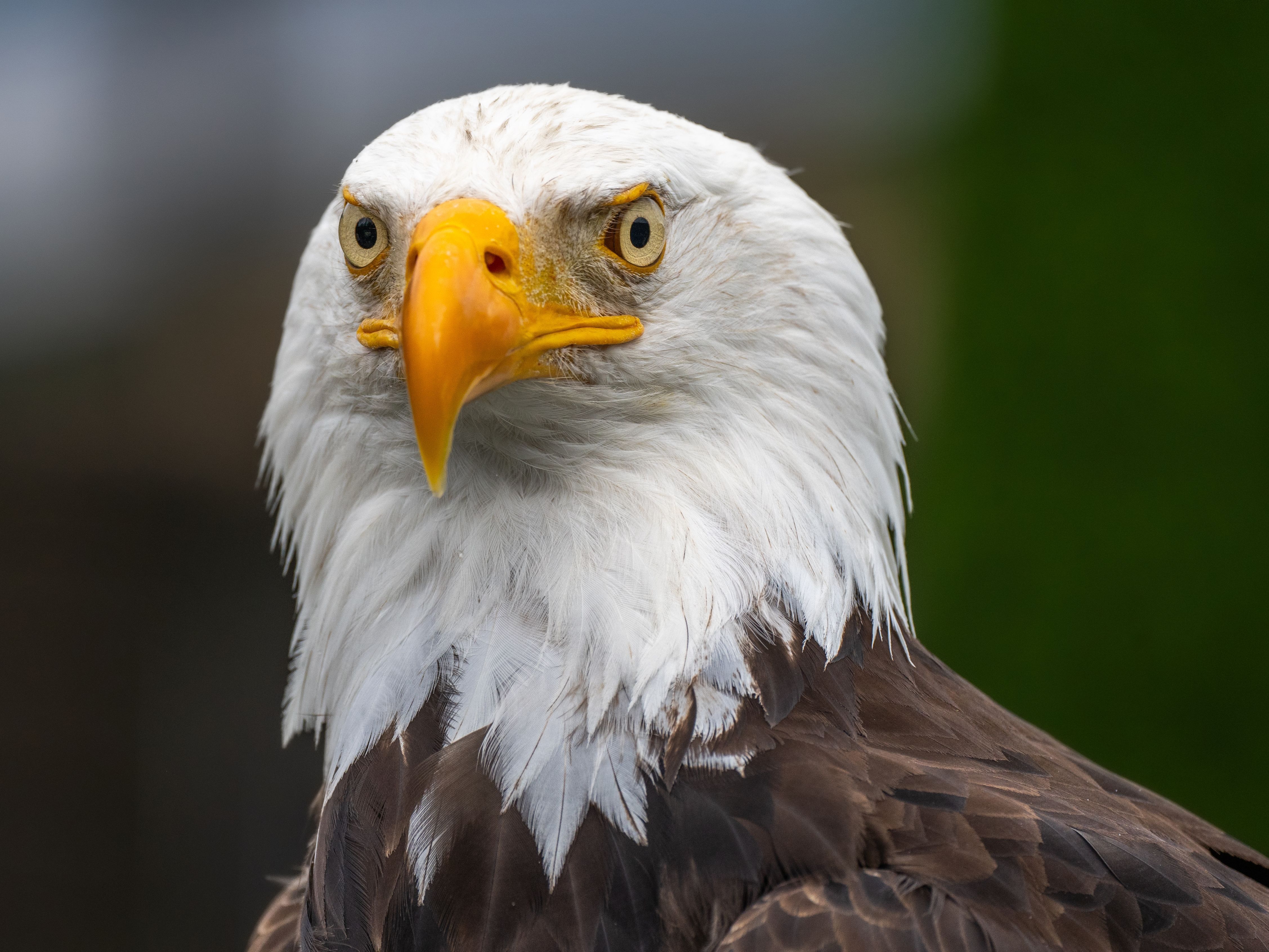 4509x3382 Portrait of Bald Eagle · Free