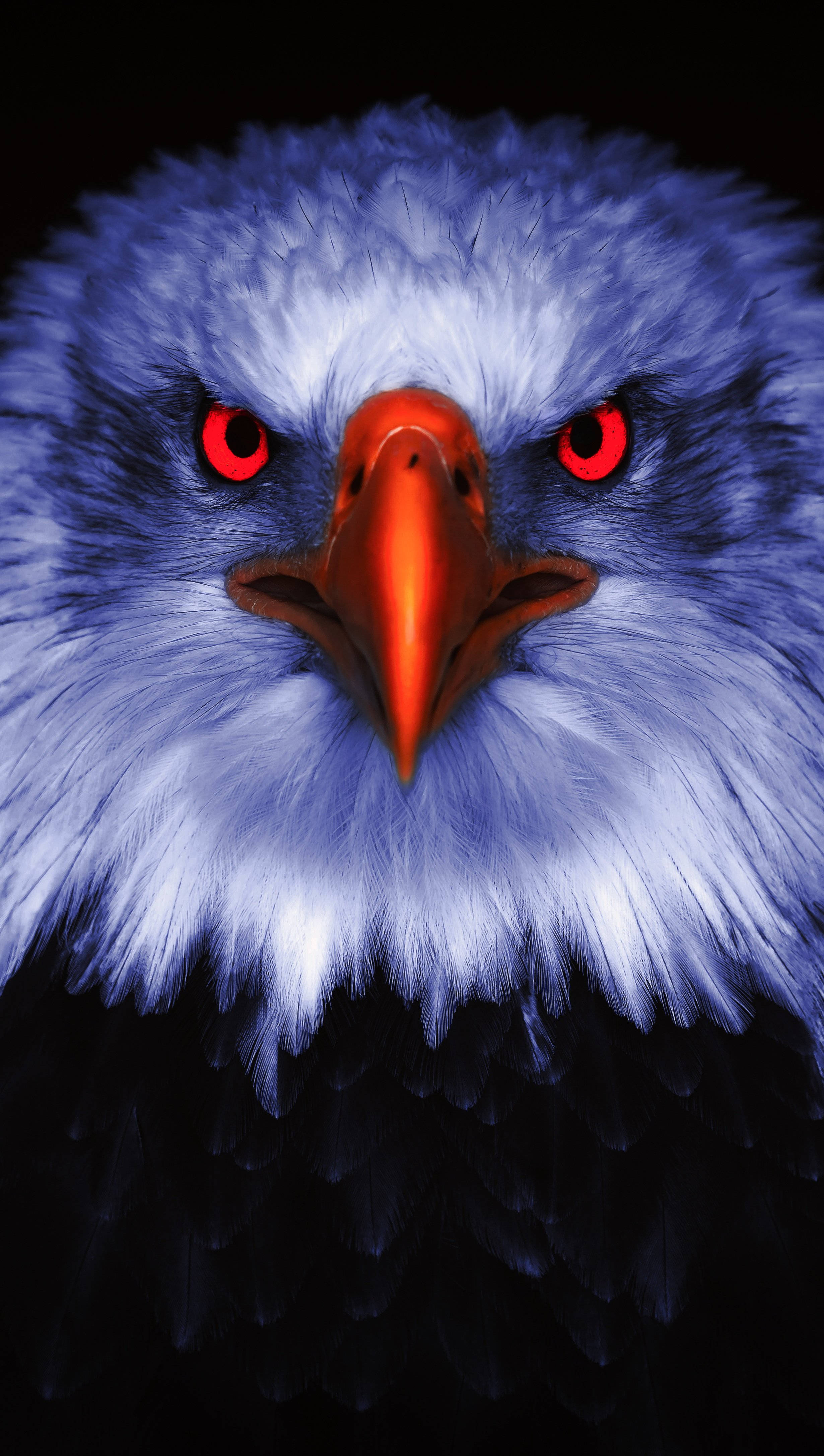 2460x4346 Download Aguila Bird Vivid Eyes Portrait Wallpaper