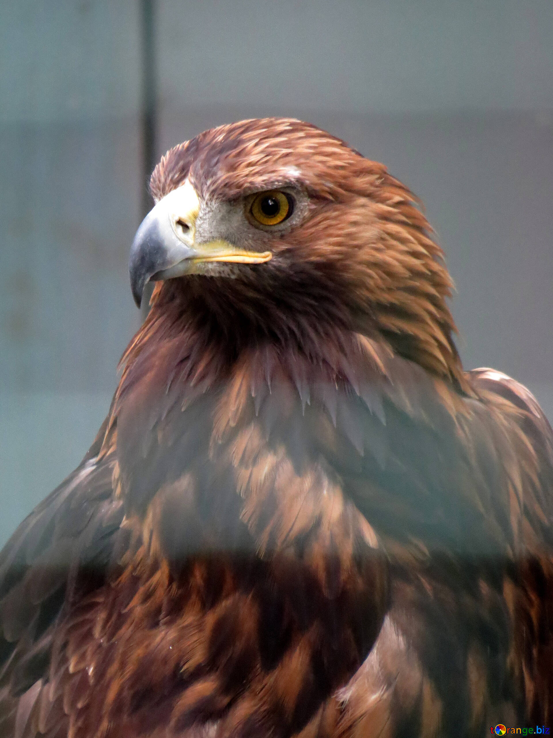 1920x2561 Golden Eagle Close Up Free Image № 45228