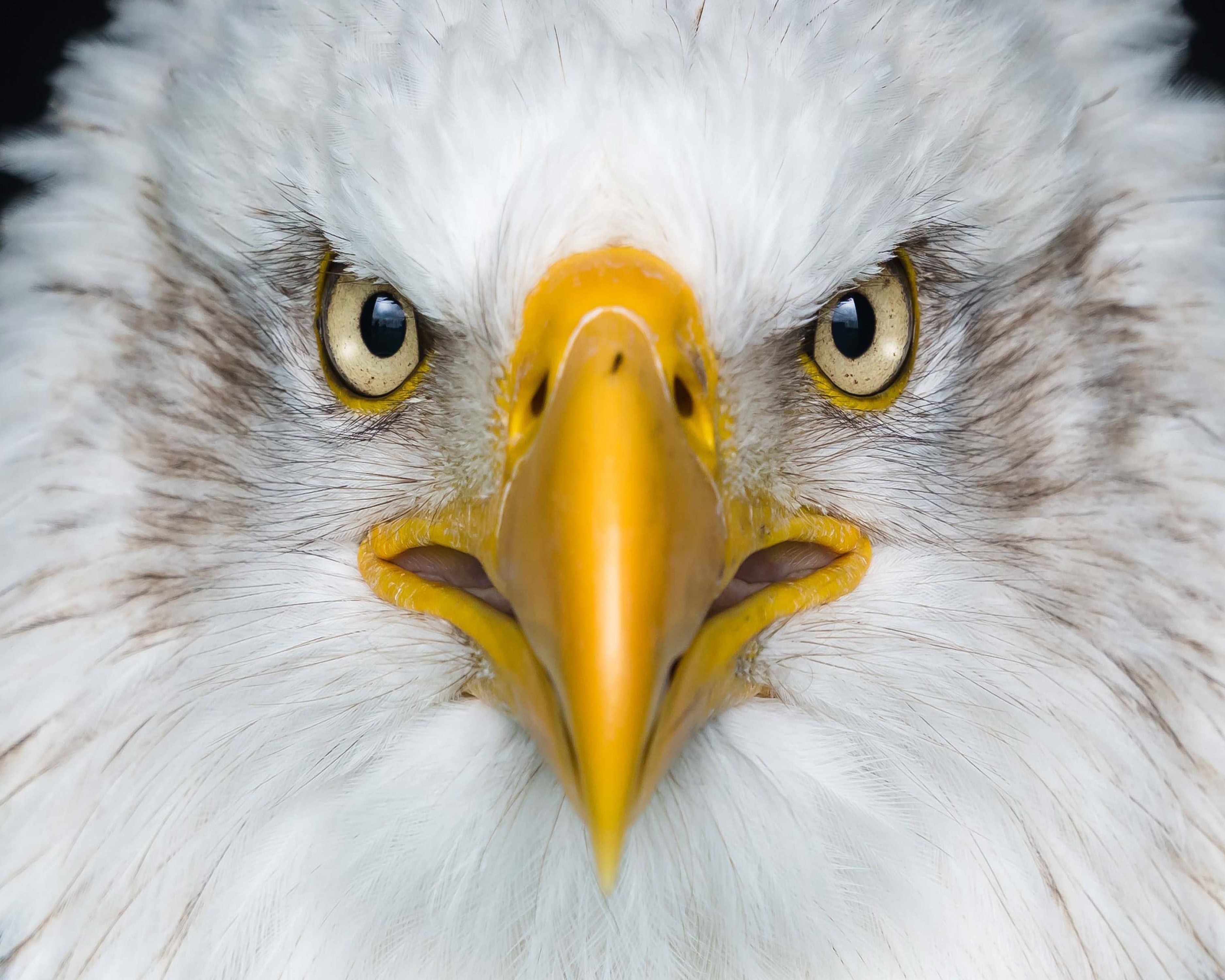 3750x3000 Desktop wallpaper: Animal, Bald Eagle, Bird, Stare, Birds 4K free download for PC. 484794