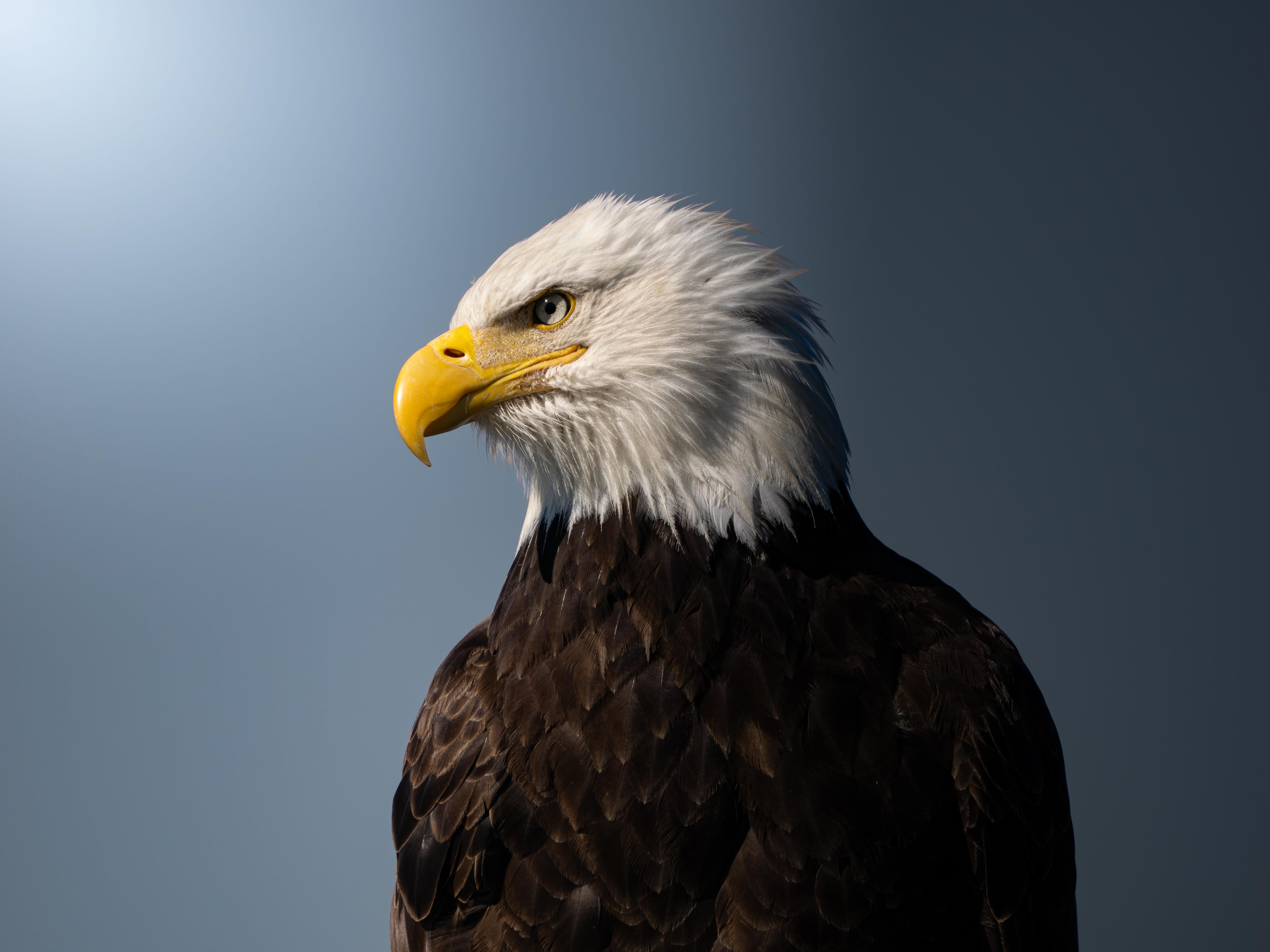 5184x3888 Bald Eagle