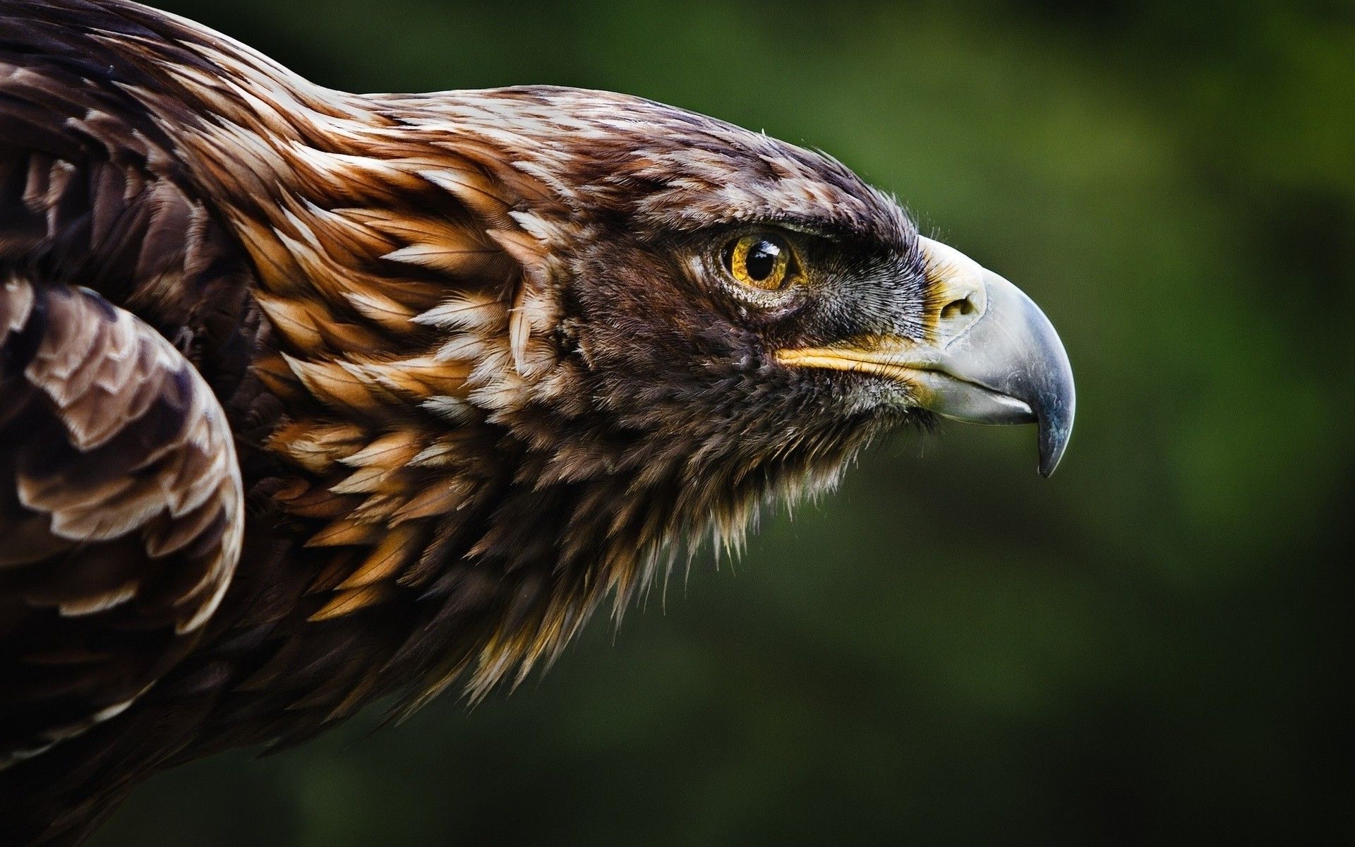1920x1200 Eastern Imperial Eagle, Nature, Animals, Birds, Eagle Wallpaper HD / Desktop and Mobile Background