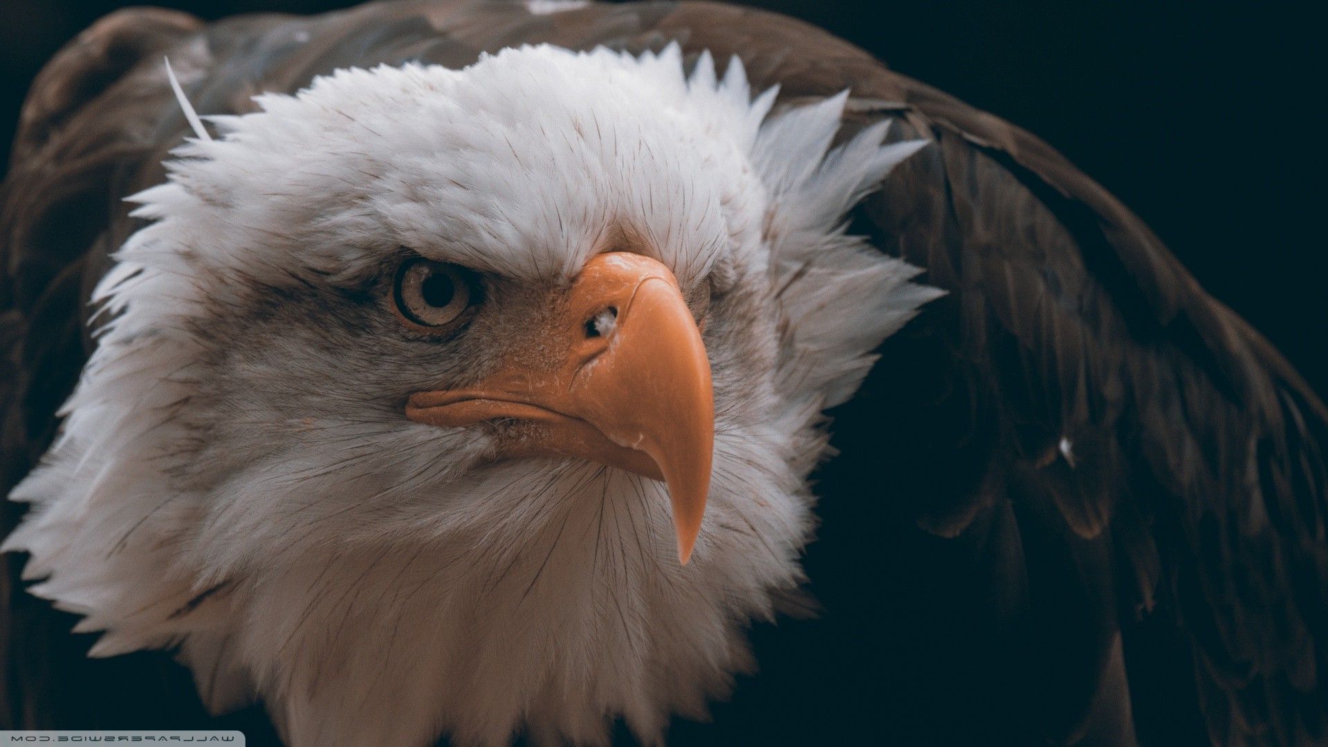1920x1080 eagle, Birds, Animals, Closeup, Bald Eagle, Feathers, Freedom Wallpaper HD / Desktop and Mobile Background