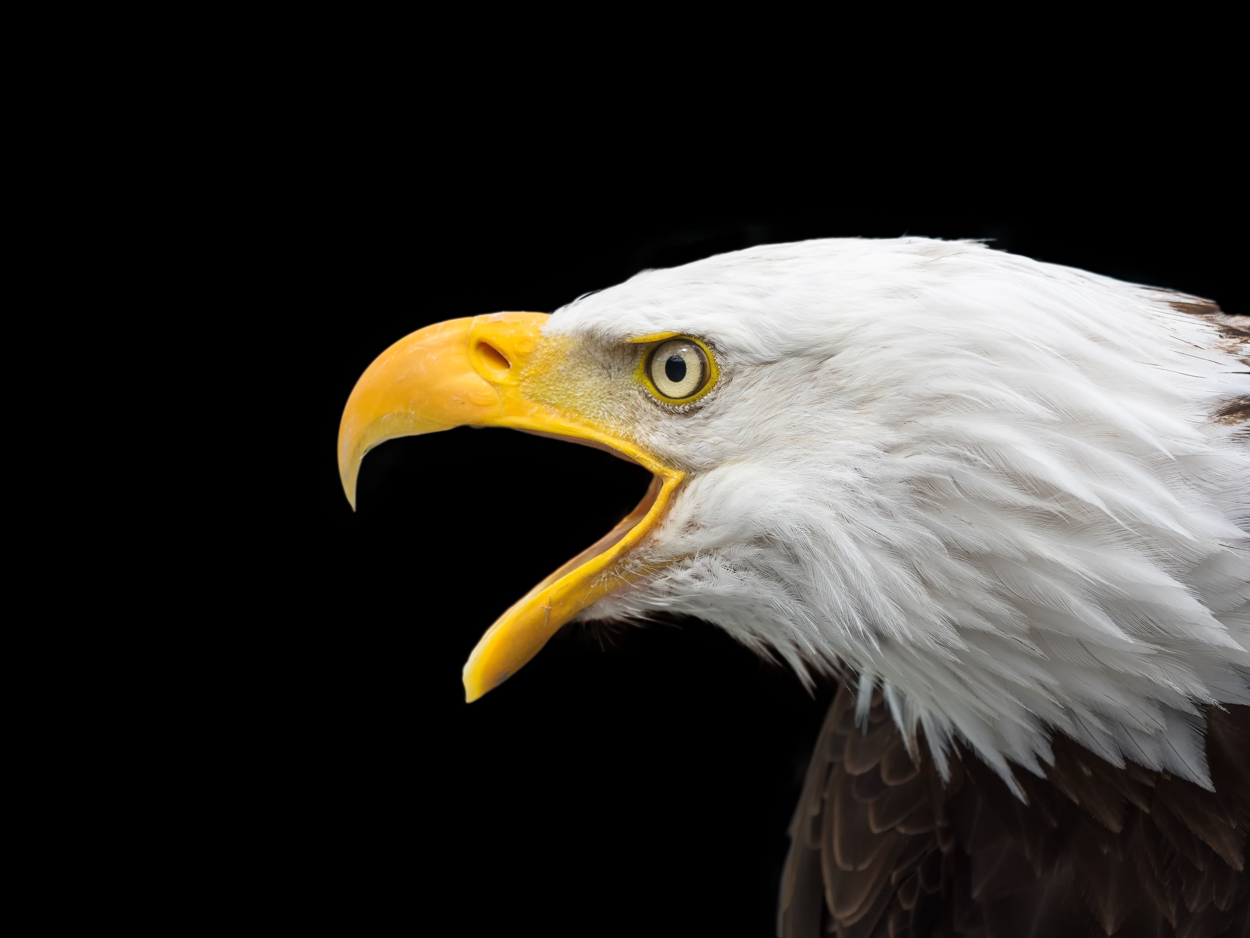 4026x3020 Wallpaper Bald Eagle in Black Background, Background Free Image