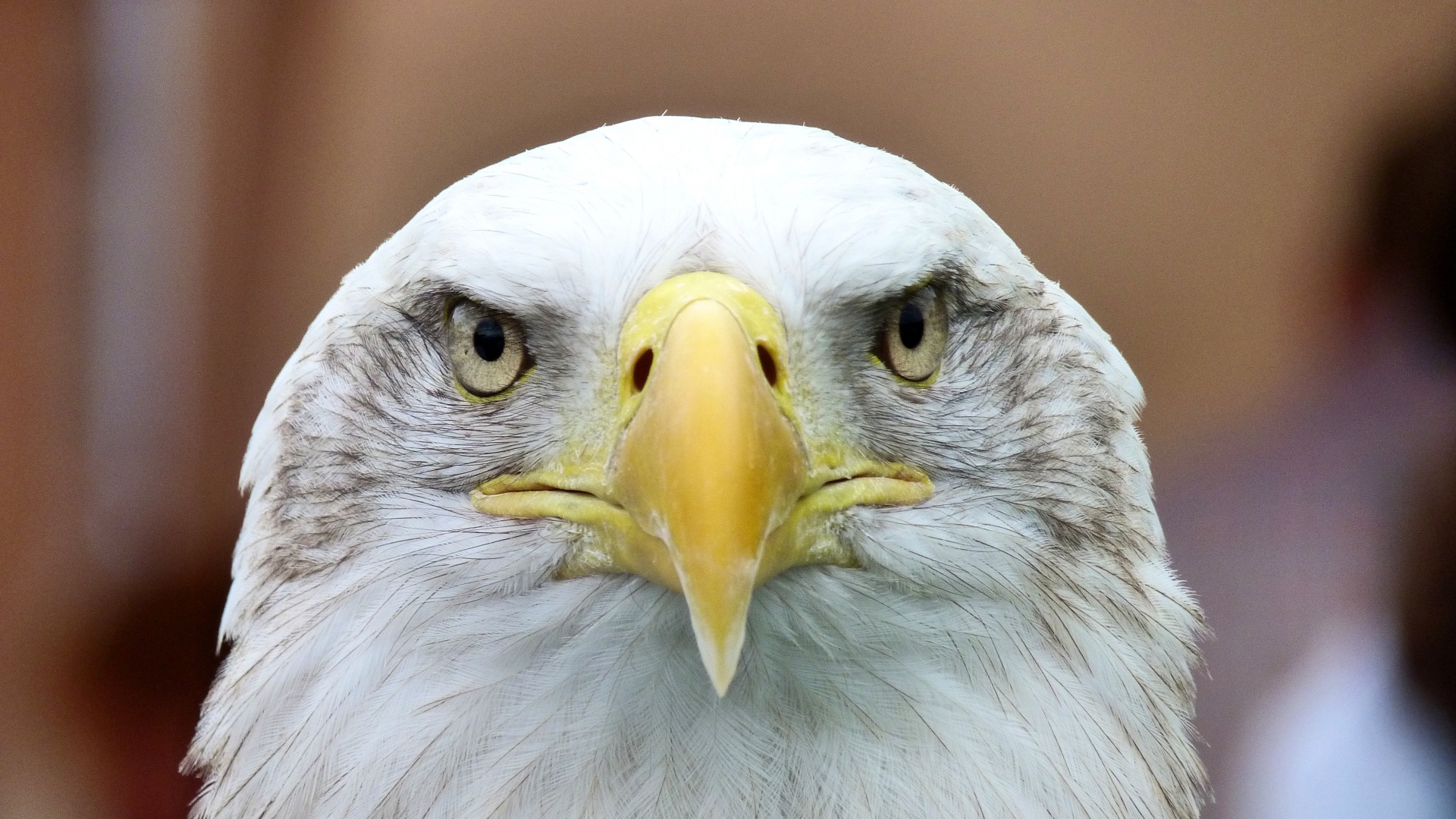 1920x1080 Beautiful Bald Eagle
