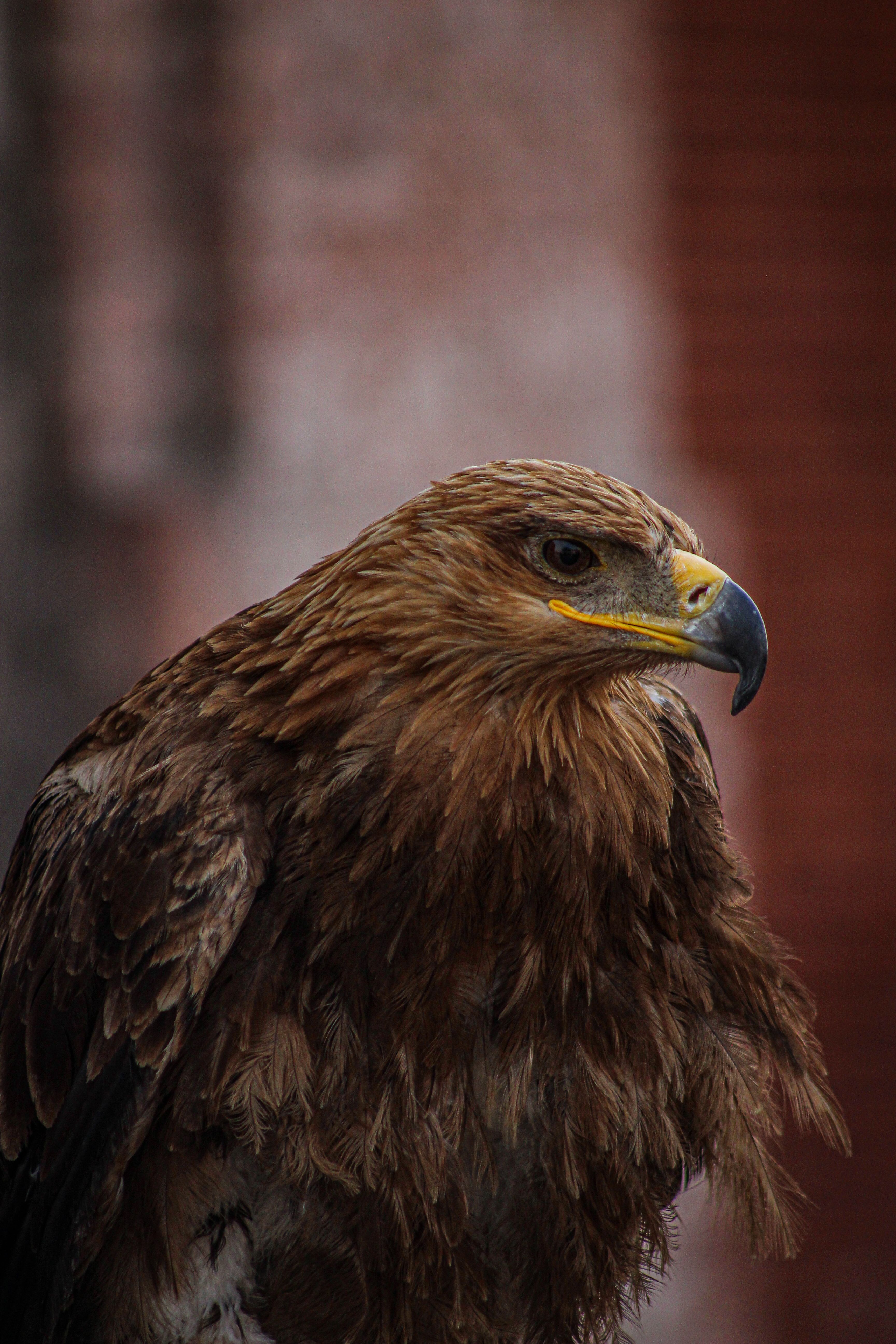 3456x5184 Golden Eagle · Free