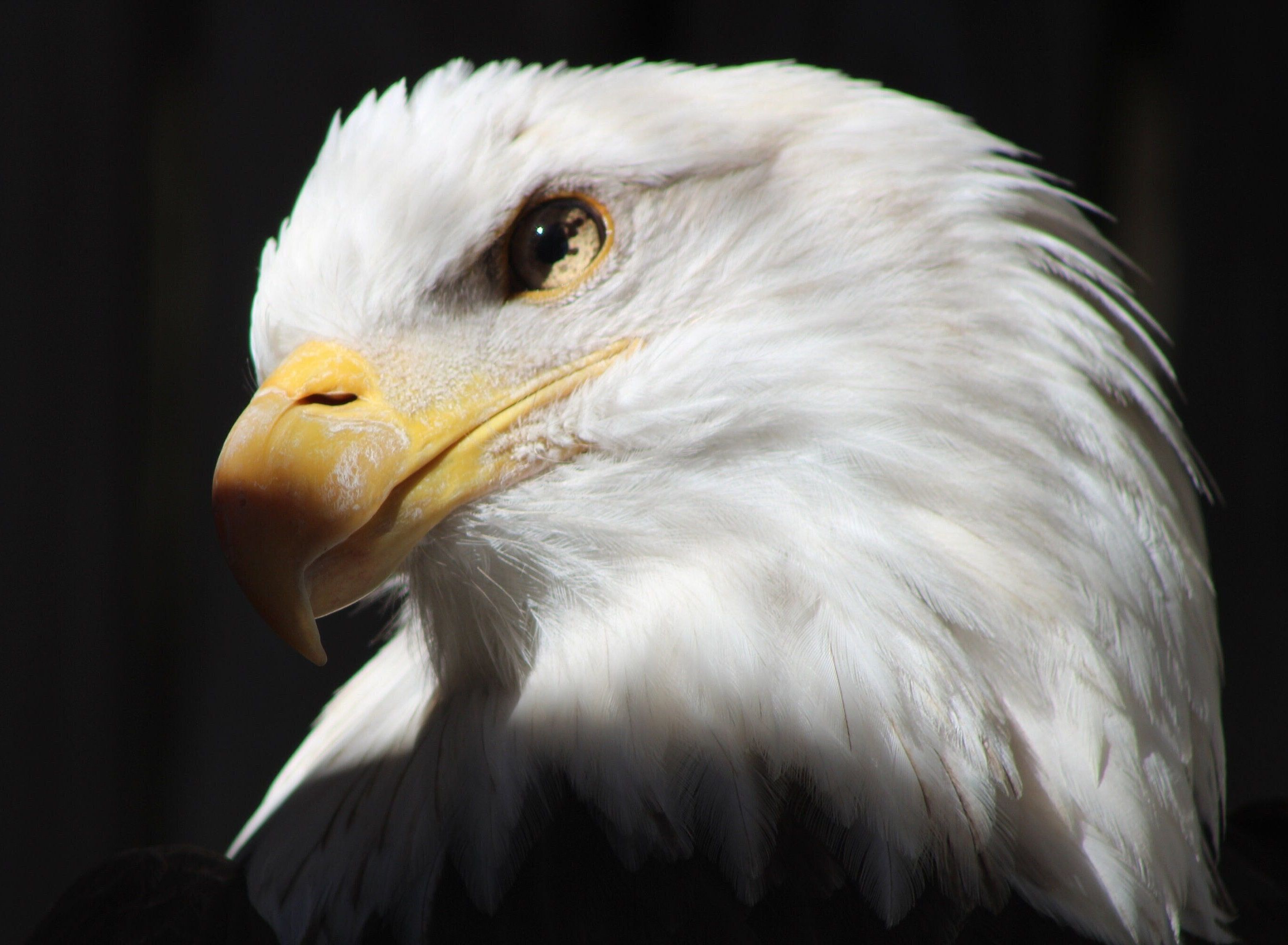 2724x2000 Bald Eagle Photo, Bald Eagle Picture, Bald Eagle Print, Eagle Photography, Eagle Art, Raptor Photography, Eagle Decor