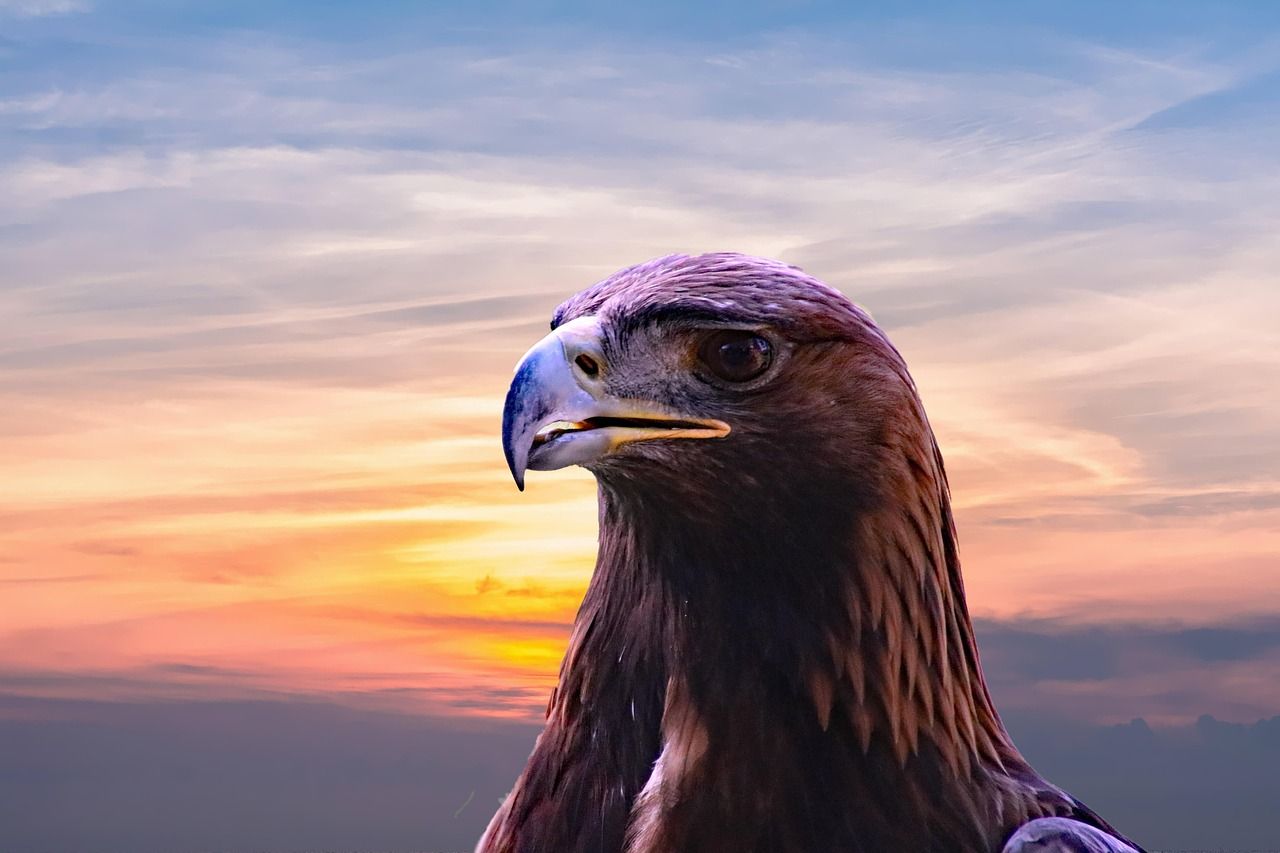 1280x853 Golden Eagle Bird