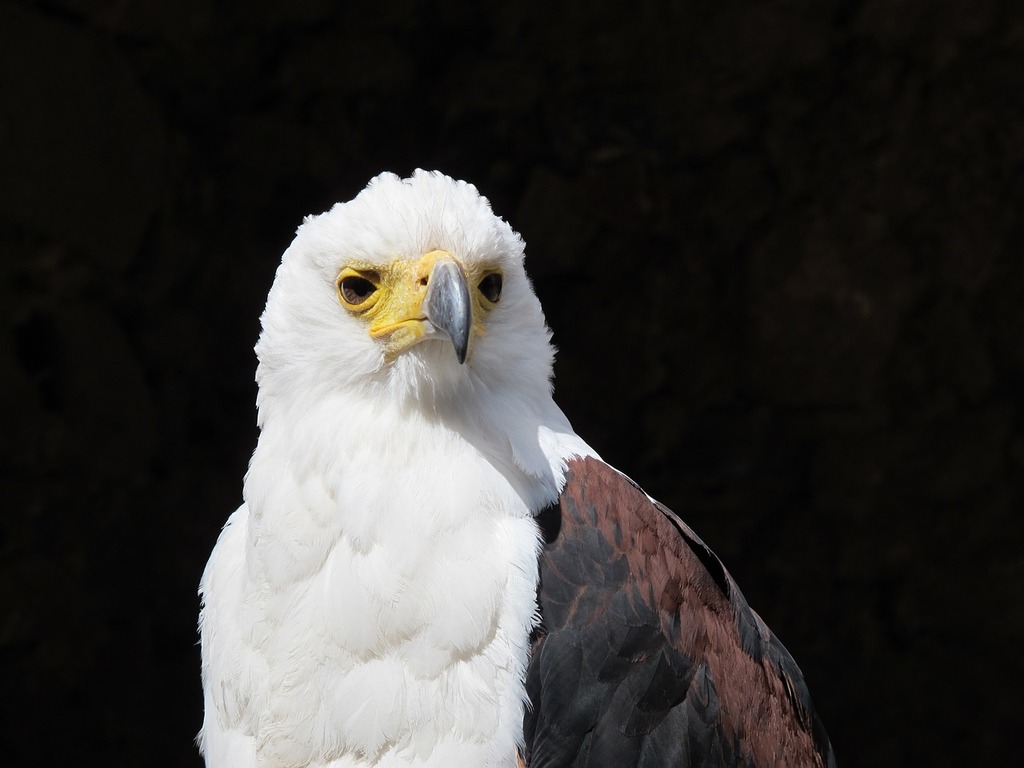 1024x768 A close up of a bird of prey. Bald eagle american eagle