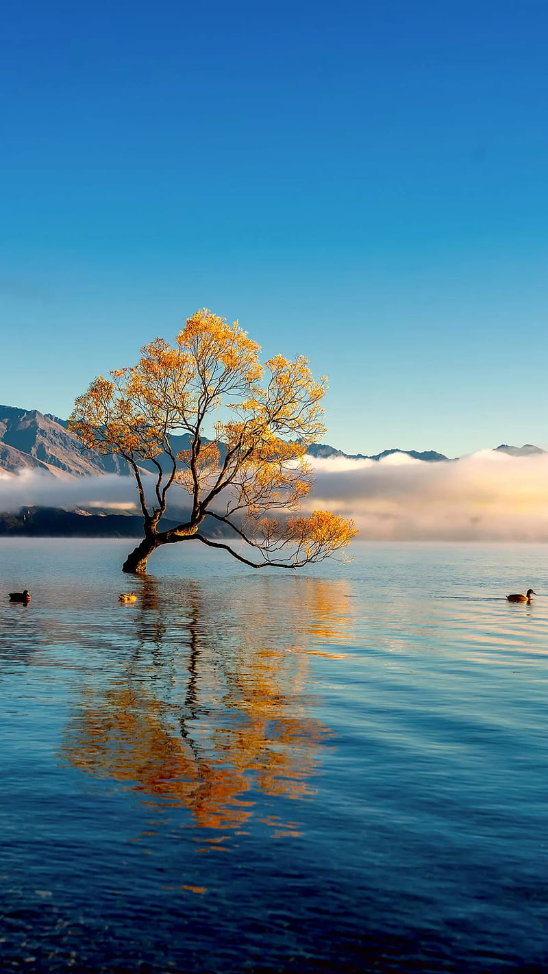 800x1422 Lonely tree, blue, blue water, ducks, lake, nature, single, yellow tree, HD phone wallpaper