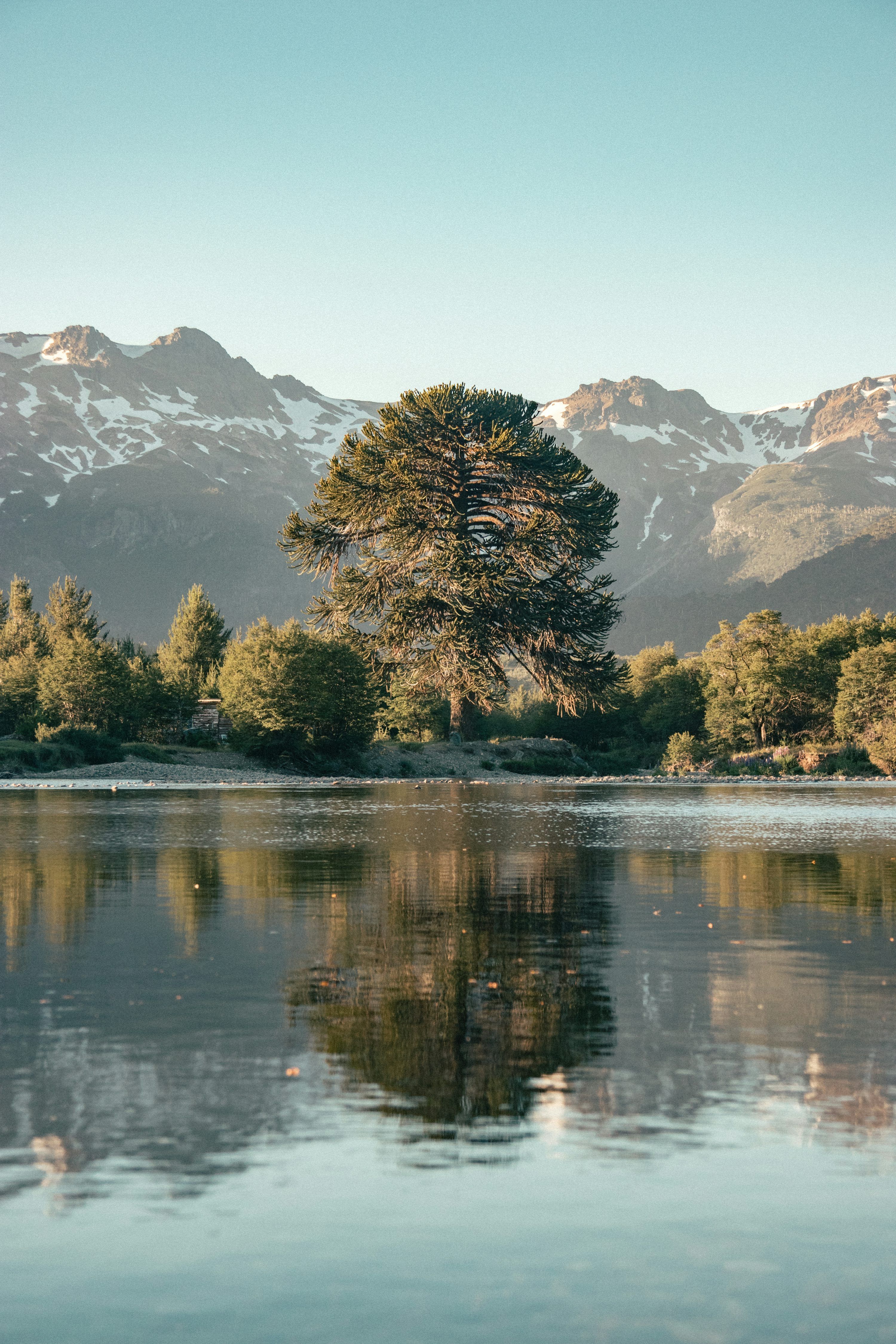 3000x4500 Water Tree Picture. Download Free Image
