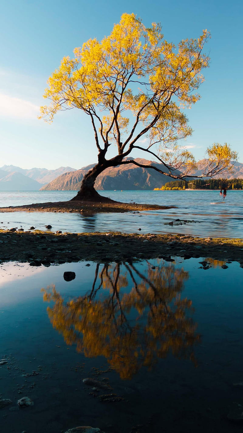 800x1422 Autumn tree in water, nature, reflection, HD phone wallpaper
