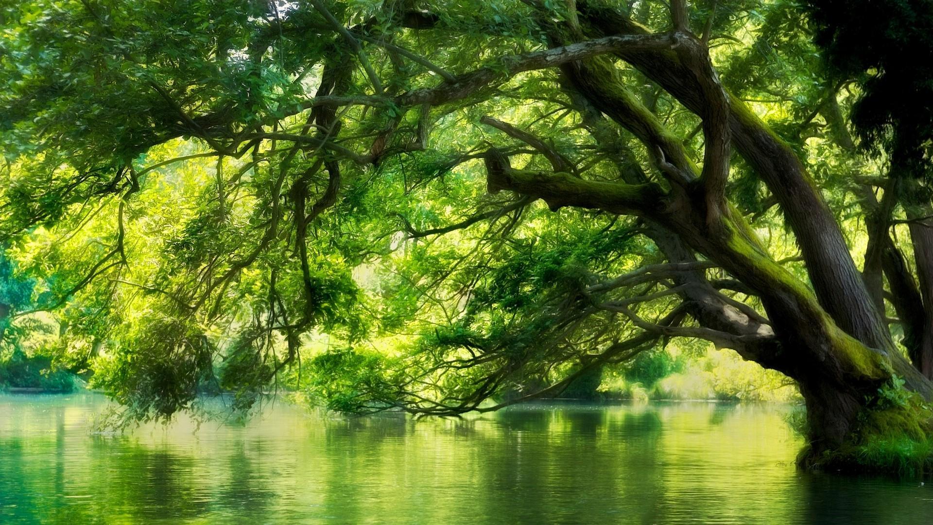 1920x1080 Serene Forest Oasis: HD Wallpaper of Nature's Green Reflectionx1080