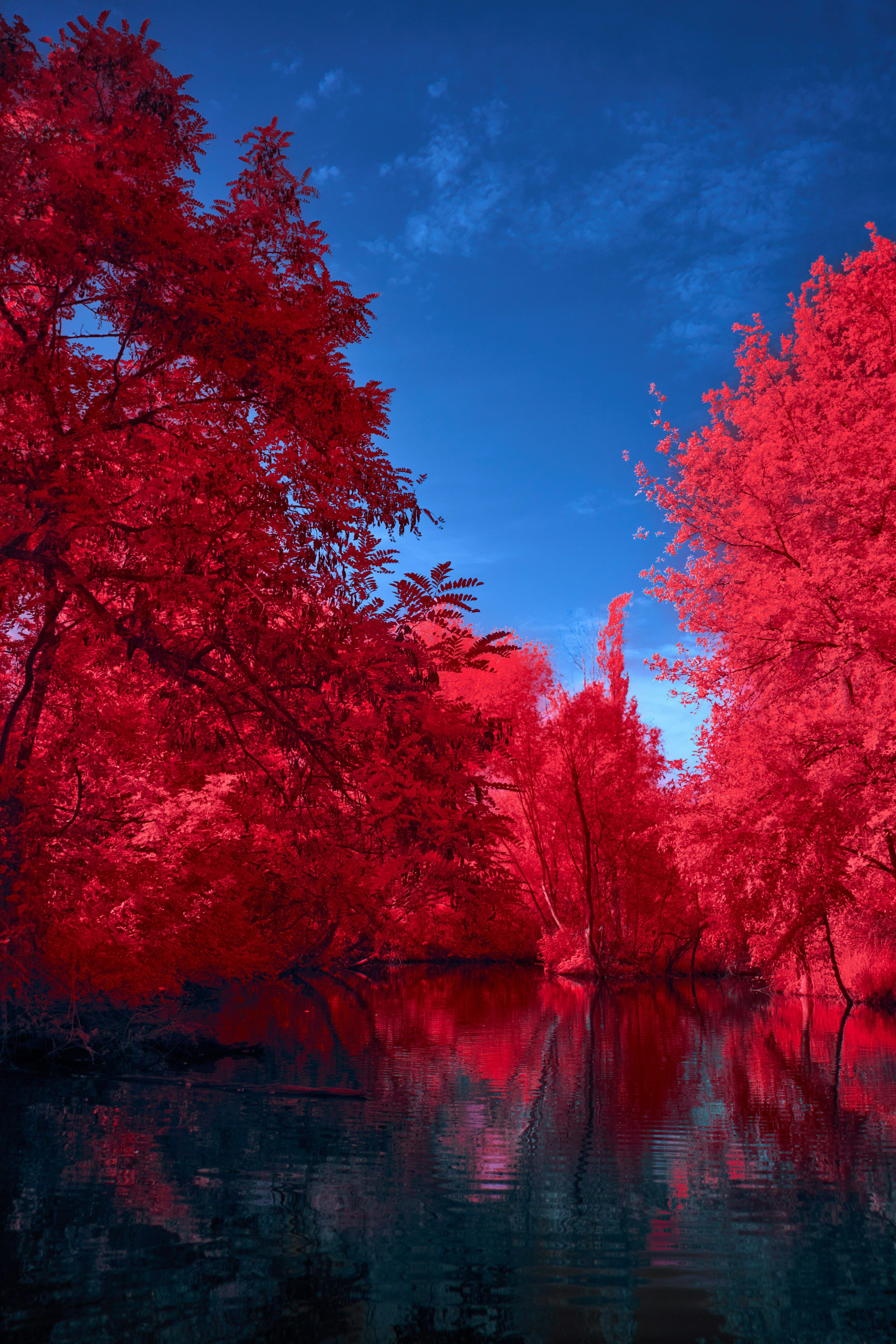 3000x4500 Red trees are reflected in the water of a lake