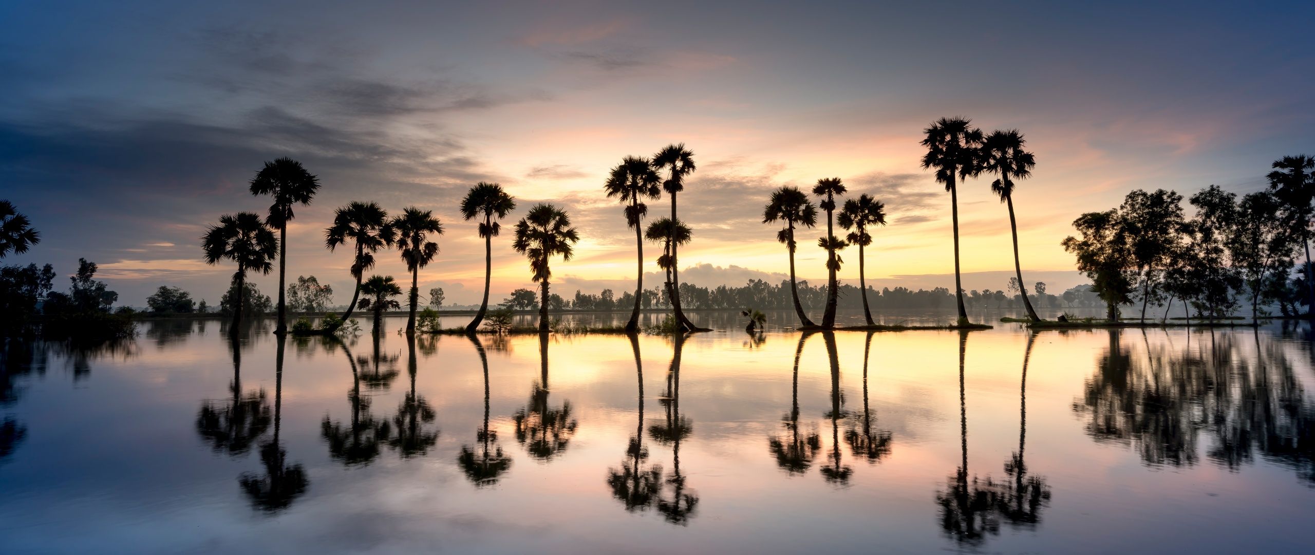 2560x1080 Palm trees Wallpaper 4K, Silhouette, 8K, Reflection