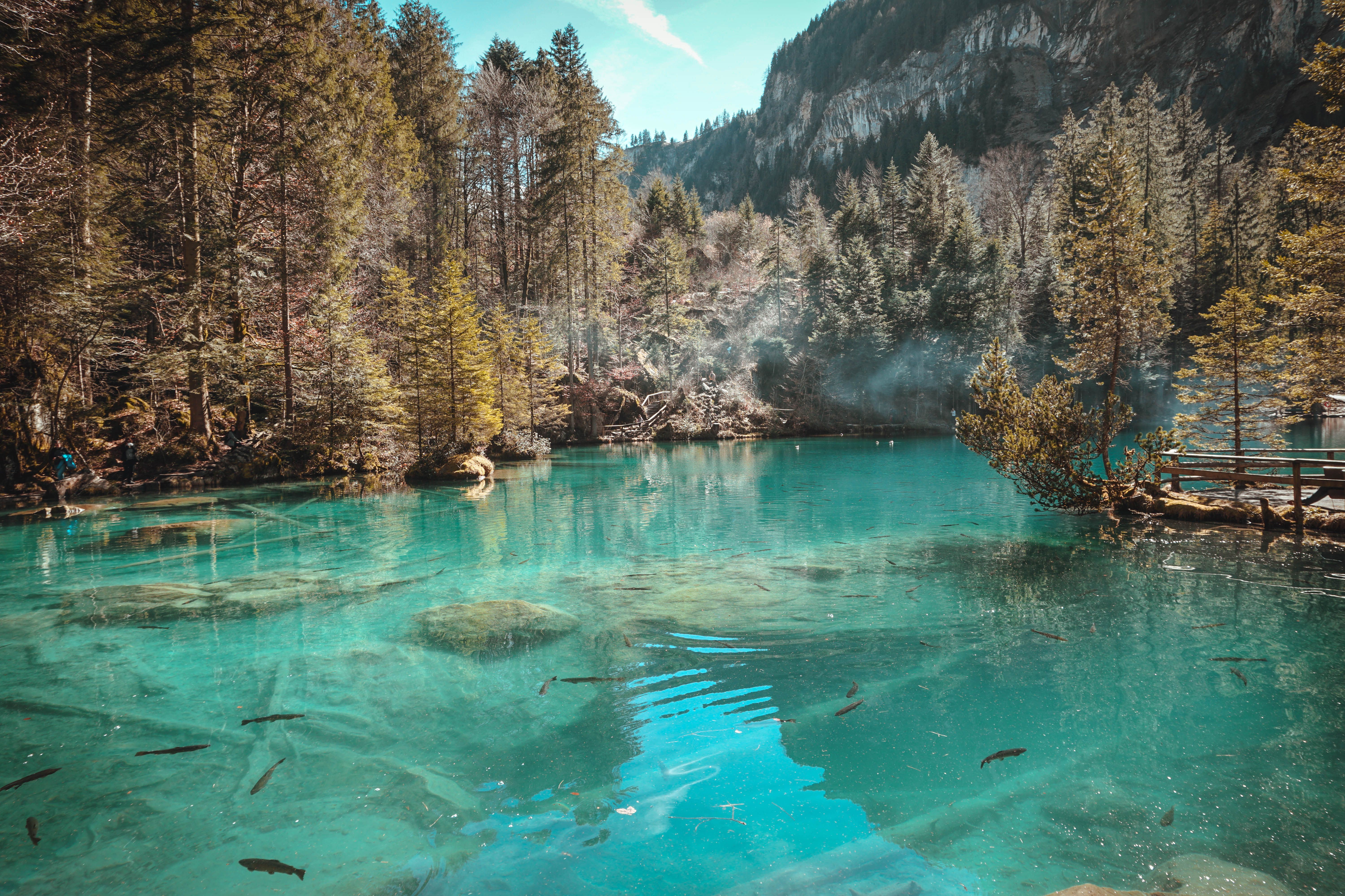 6000x4000 Field of Trees Near Body of Water · Free