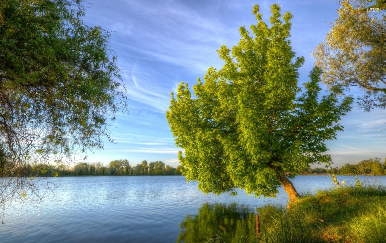 1280x804 Tree On Lake Wallpaper
