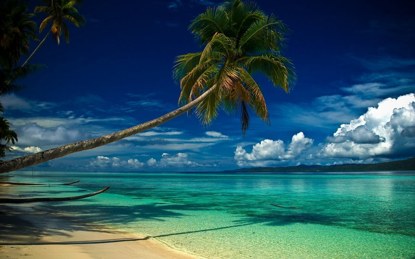1400x875 Body of water and trees nature photography, nature, landscape, beach, tropical HD wallpaper