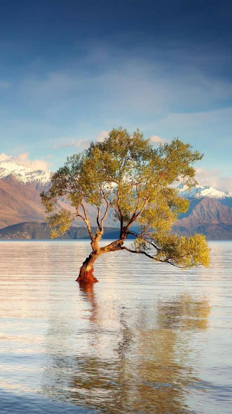 750x1334 New Zealand, South Island, Lake Wanaka, Mountains, Water, Trees 750x1334 IPhone 8 7 6 6S Wallpaper, Background, Picture, Image