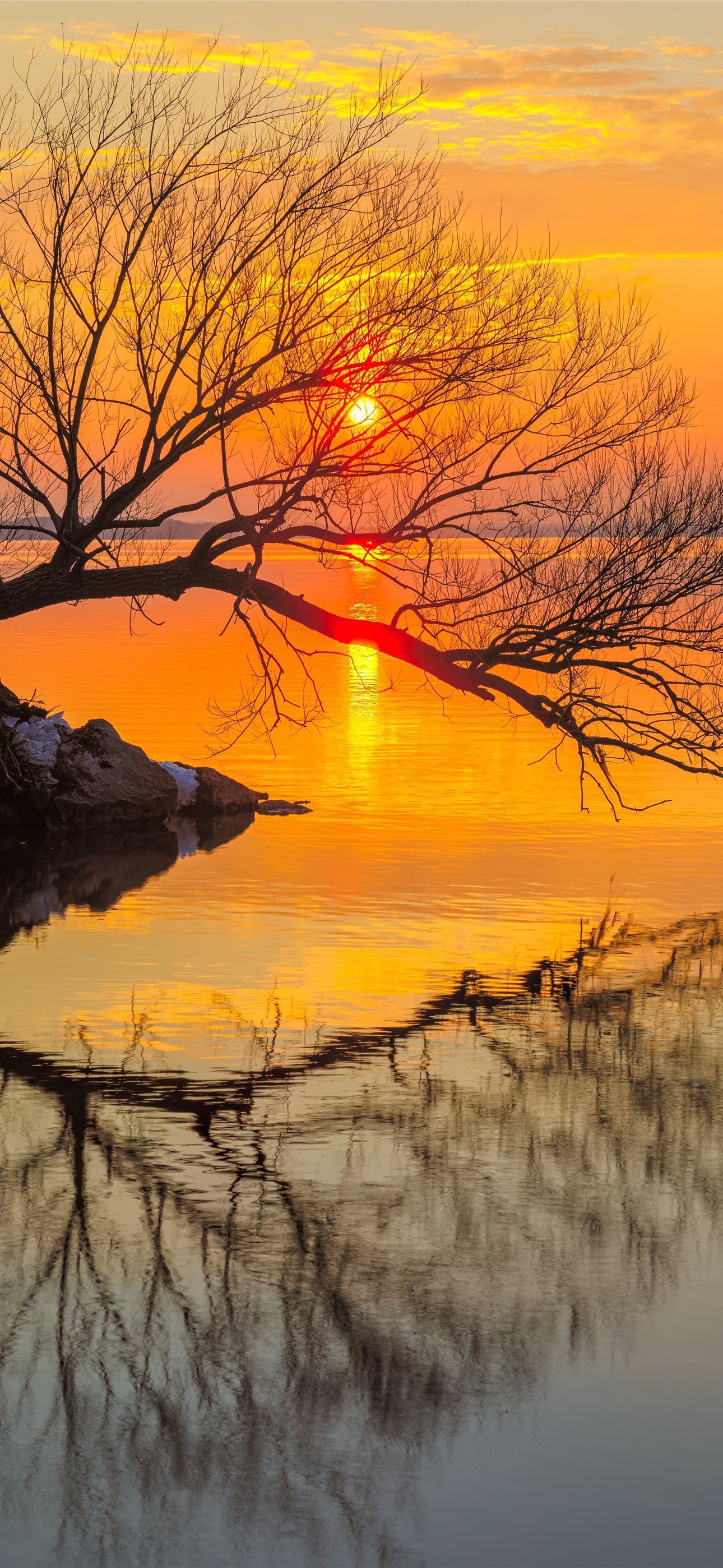 1290x2796 leafless tree on water during sunset iPhone Wallpaper Free Download