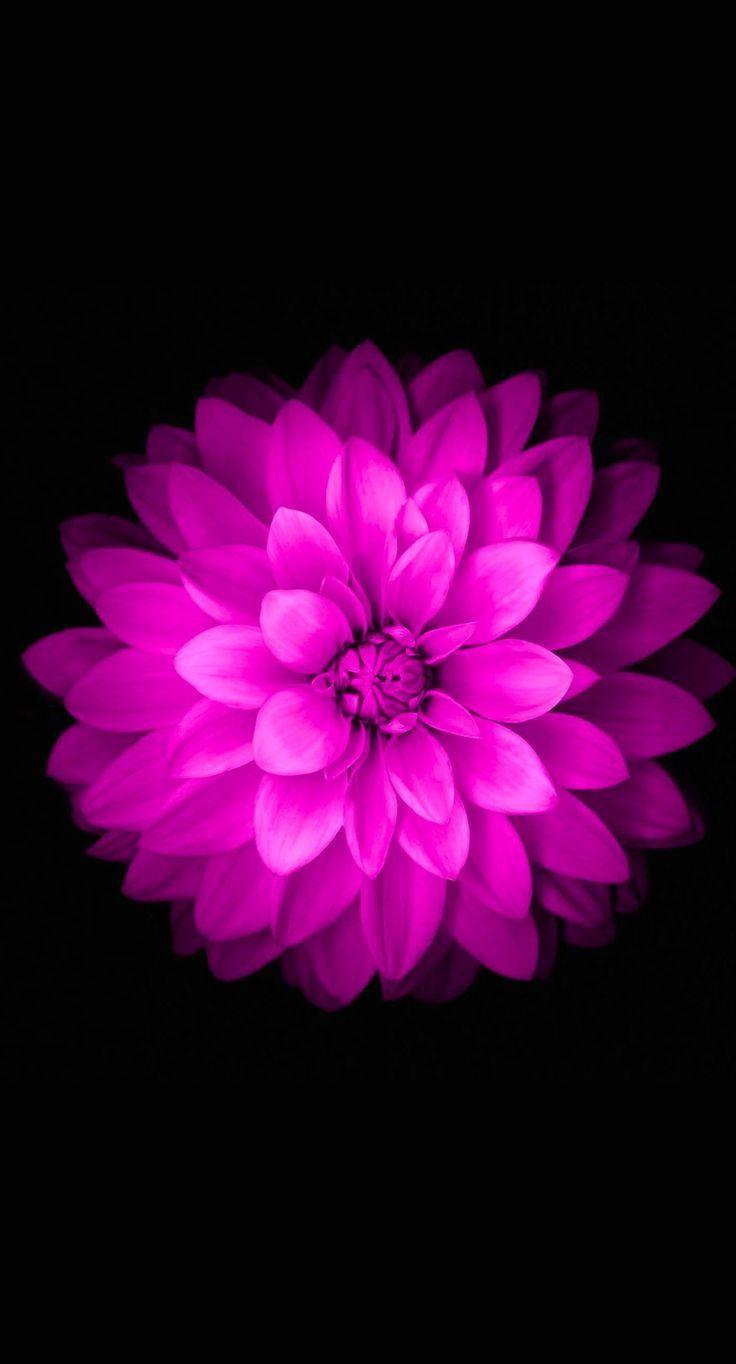 736x1364 Mint Purple Flower iPhone Wallpaper .