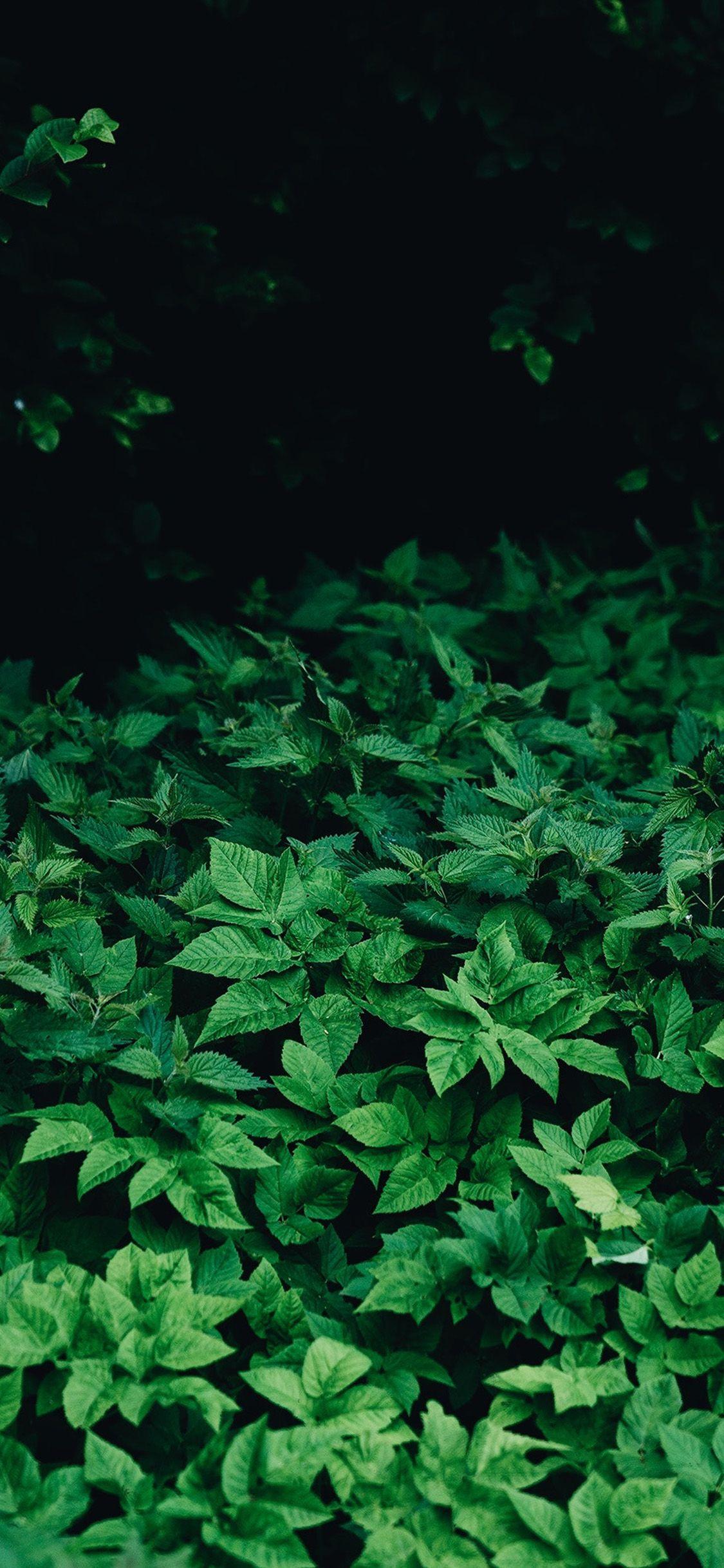 1125x2436 iPhone X wallpaper. leaf wood mountain flower green nature