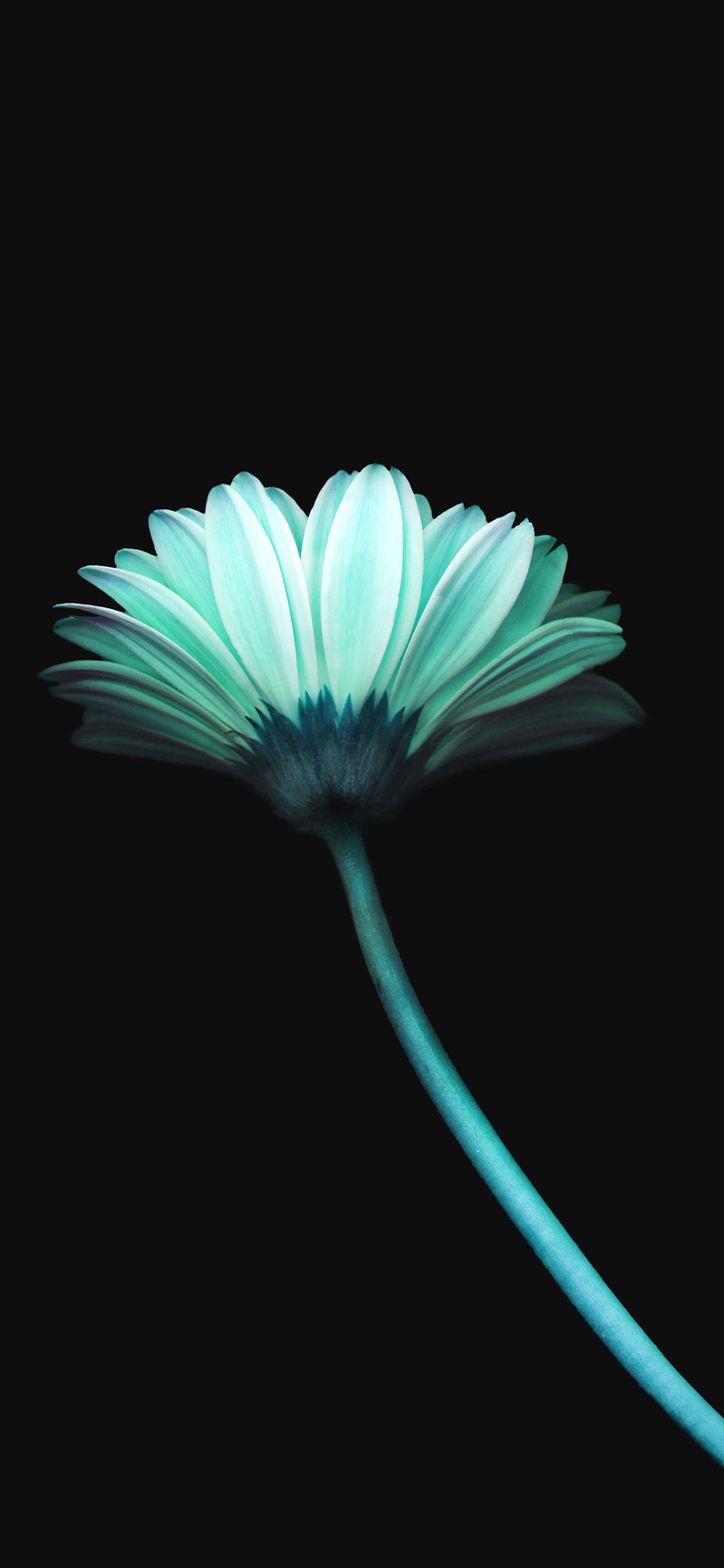 1125x2436 iPhone wallpaper. lonely flower dark blue simple minimal nature
